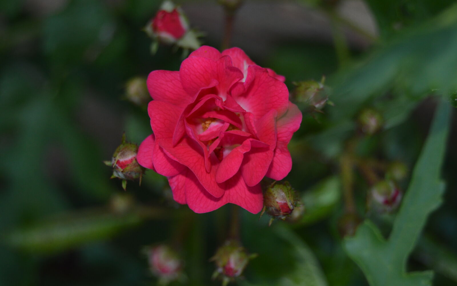 Nikon D3200 sample photo