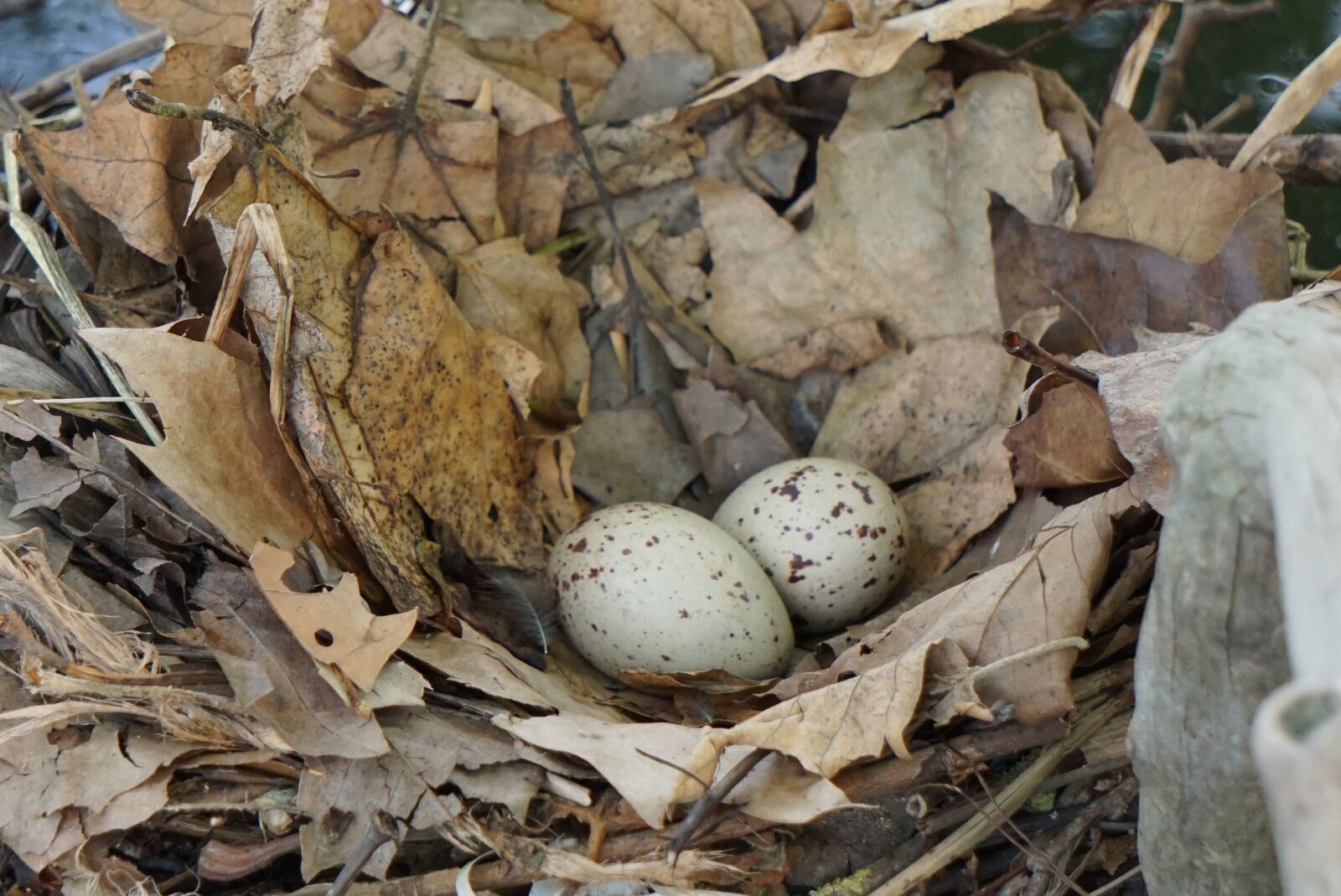 Sony E 55-210mm F4.5-6.3 OSS sample photo. Nest, bird's nest, egg photography