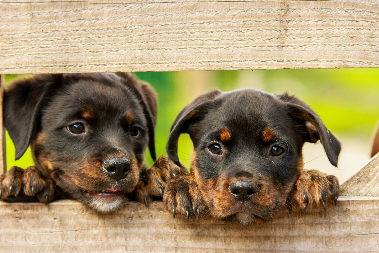Canon EOS 7D sample photo. Rottweiler, puppy, dog photography