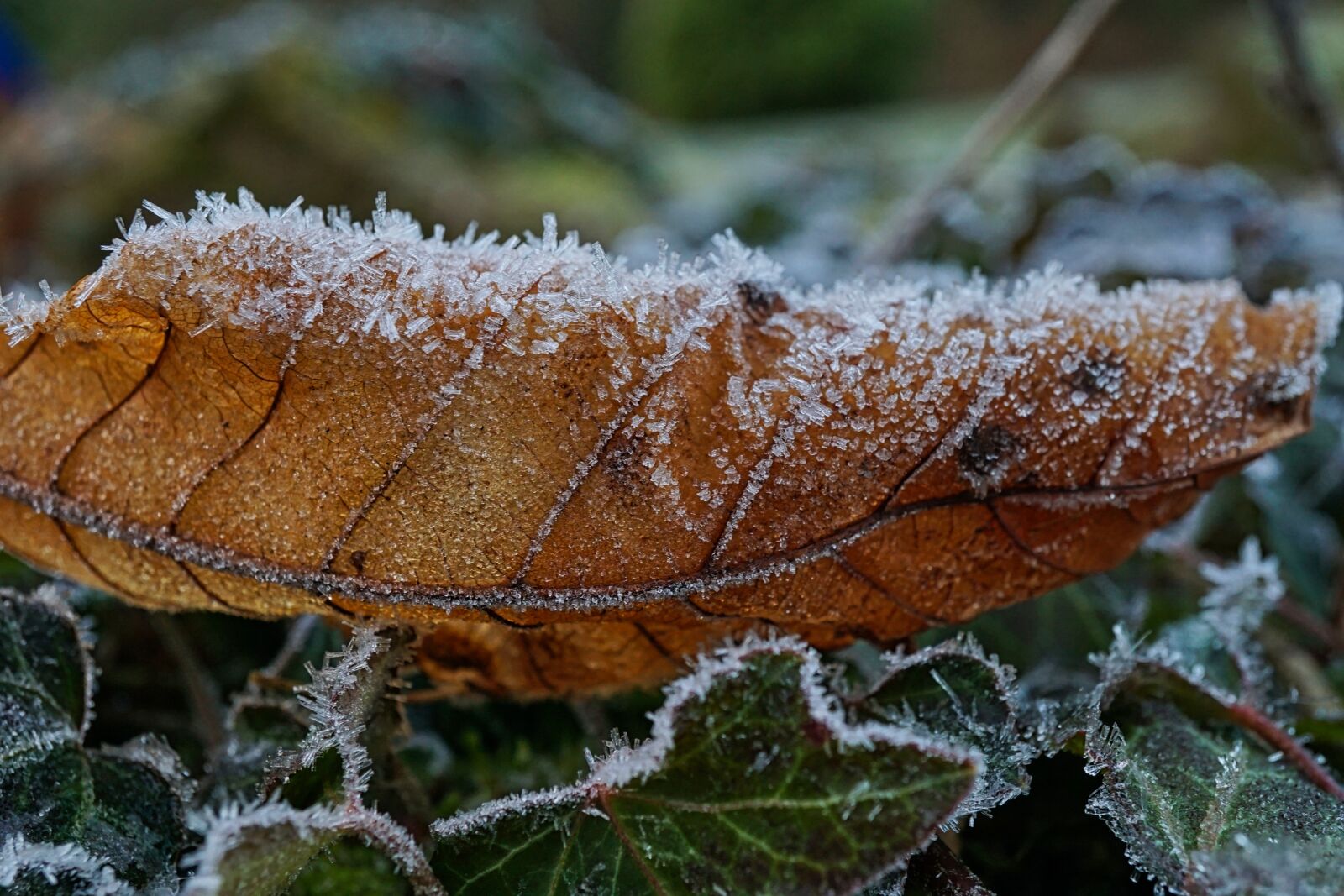 Sony a5100 + Sony E 30mm F3.5 Macro sample photo. Frost, morning, winter photography