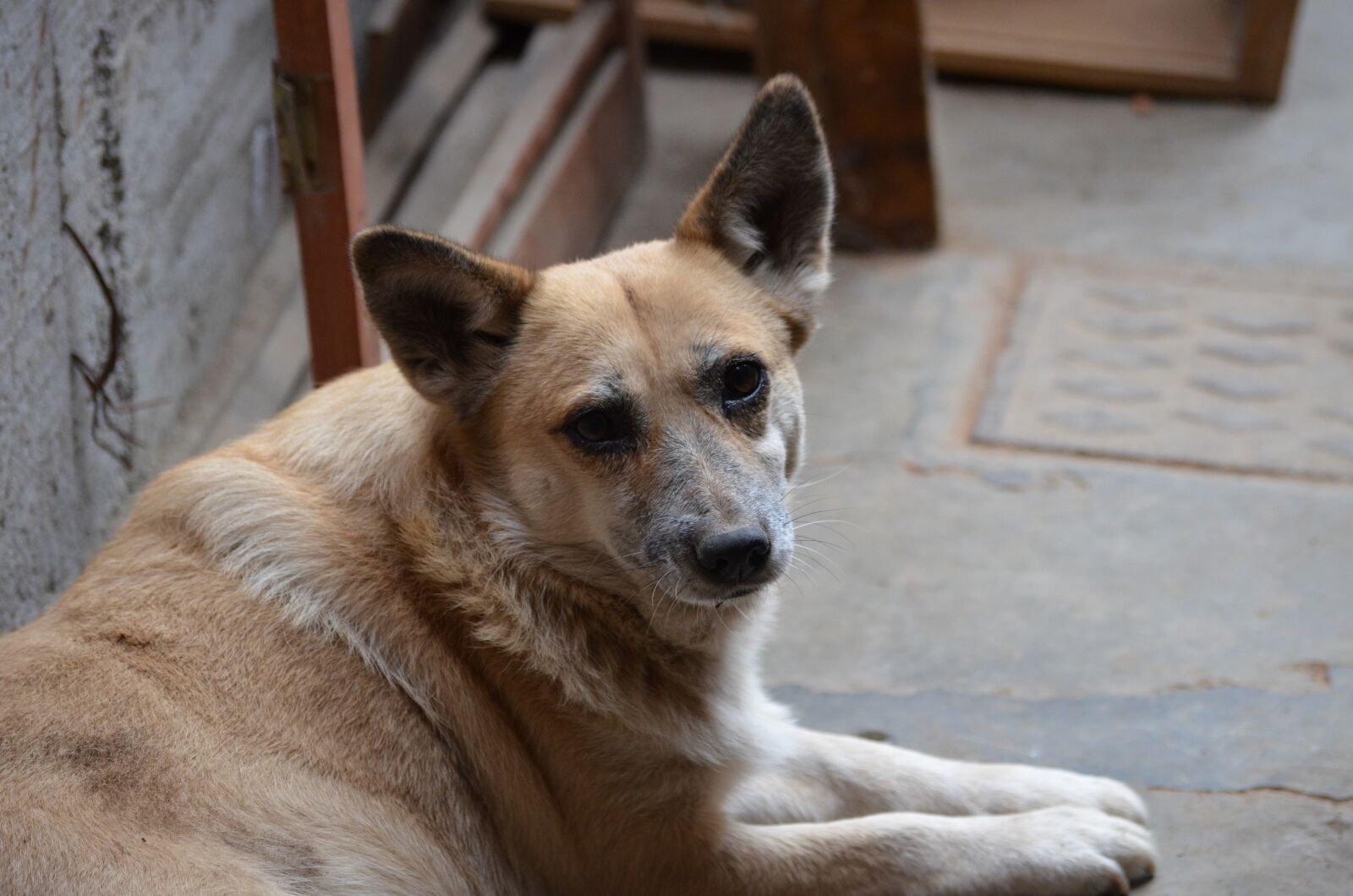 Nikon D5100 sample photo. Bitch, dog, can photography
