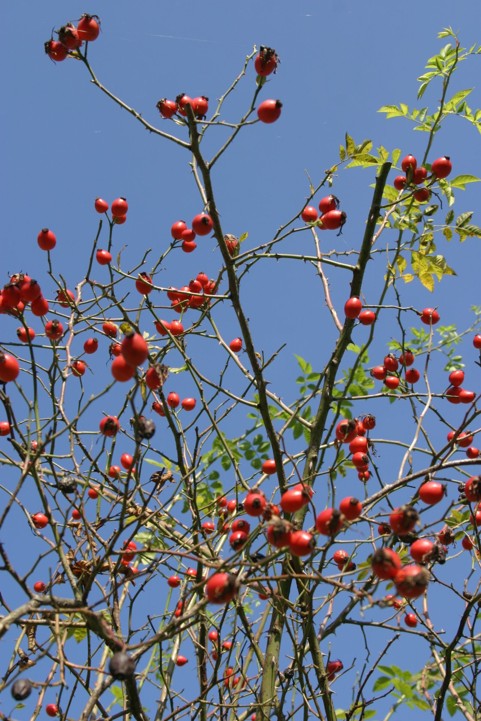 Canon EOS 10D sample photo. Rose hip, autumn, branch photography