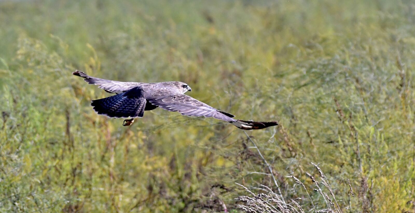 Nikon D500 sample photo. Common buzzard, bird of photography
