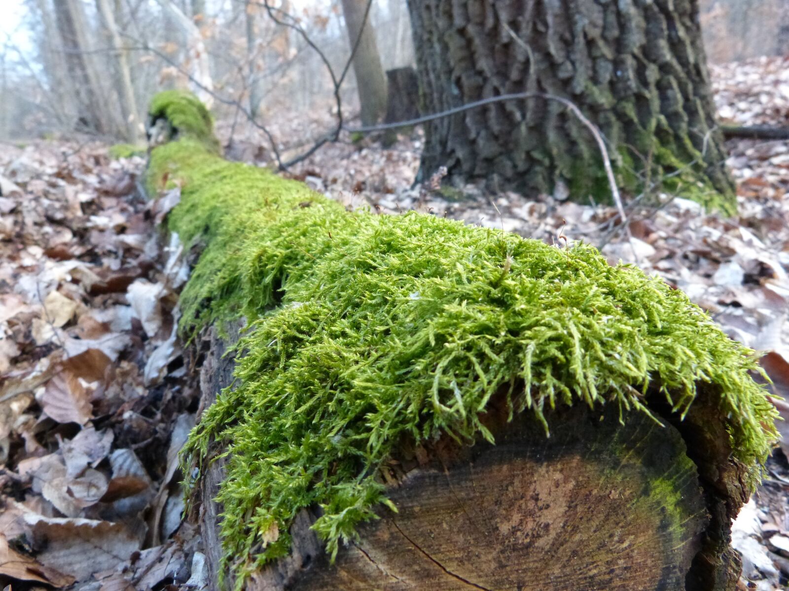 Panasonic DMC-FZ62 sample photo. Log, moss, bemoost photography