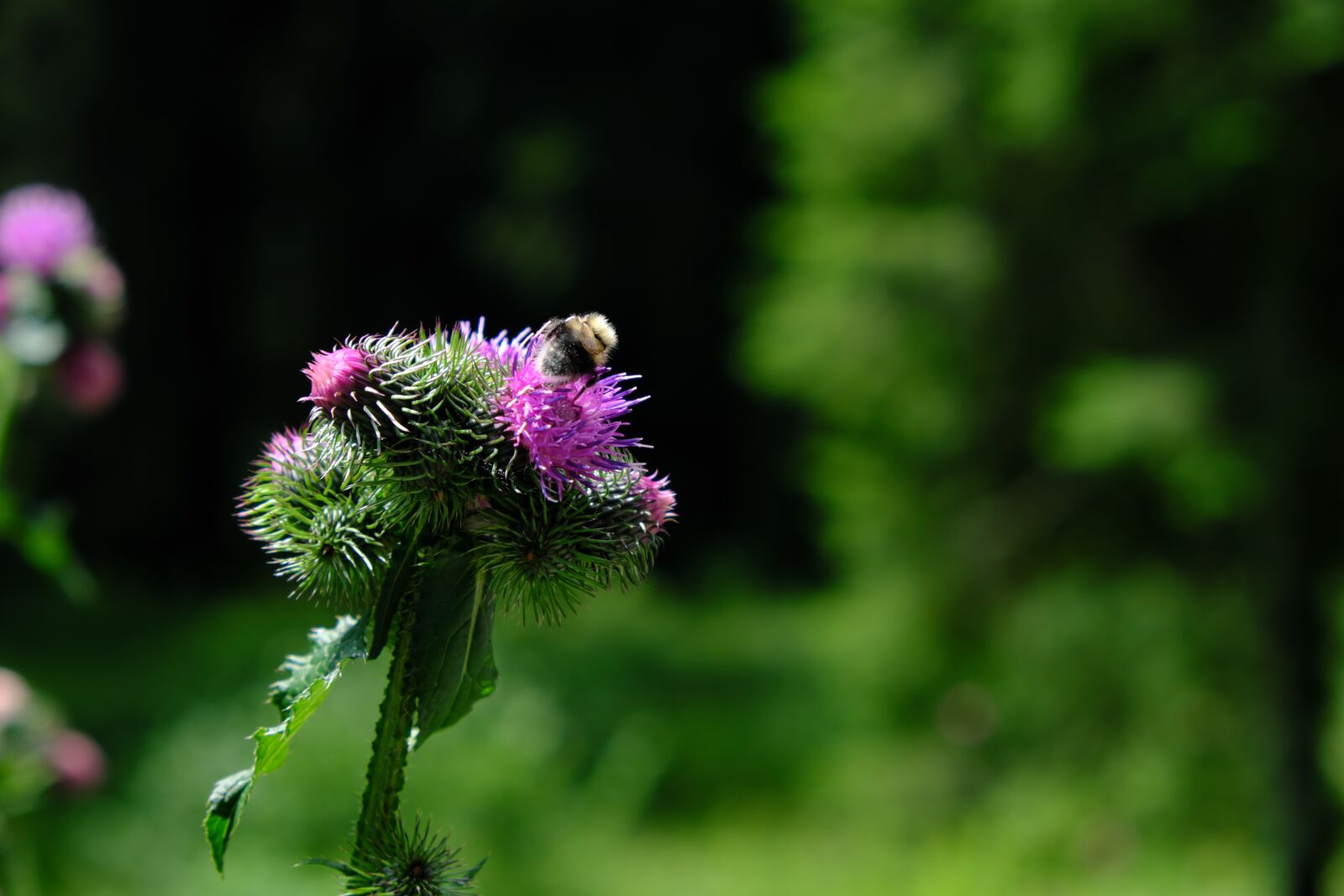 Fujifilm X-T2 + Fujifilm XF 18-55mm F2.8-4 R LM OIS sample photo. Thistle, flower, hummel photography