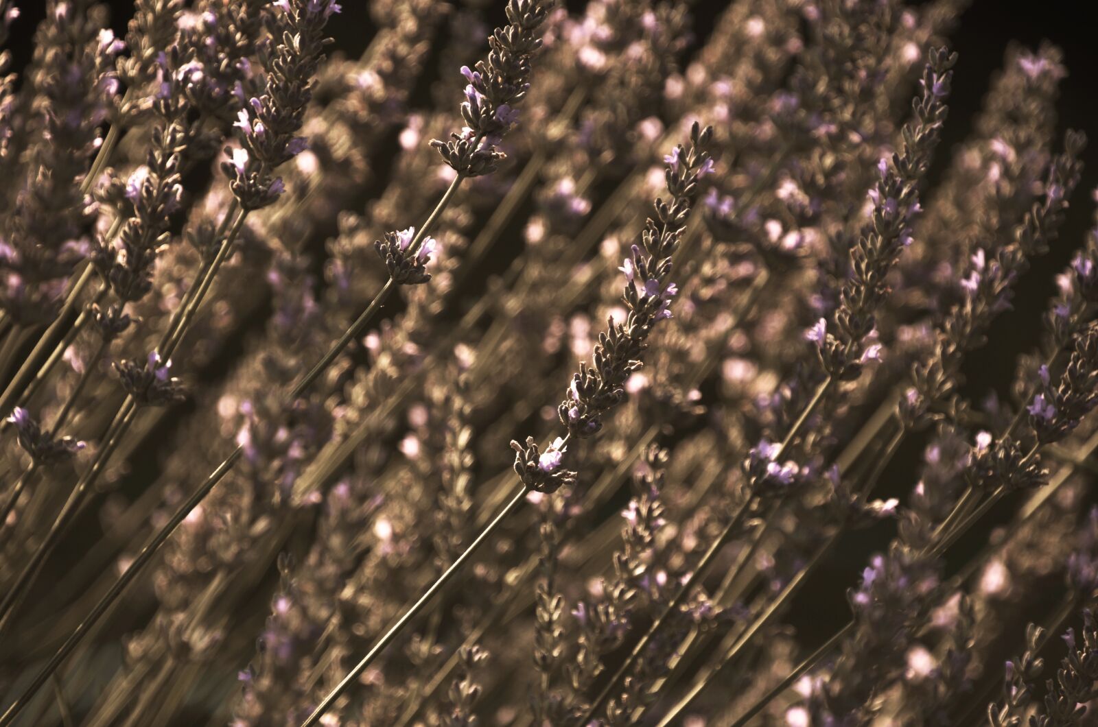 Nikon D7000 sample photo. Lavender, english lavender, flower photography