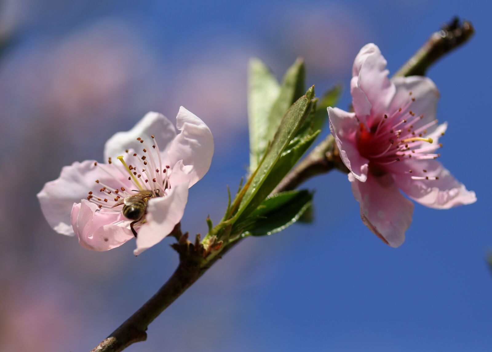Canon EF-S 60mm F2.8 Macro USM sample photo. Flowers, pink, casey photography