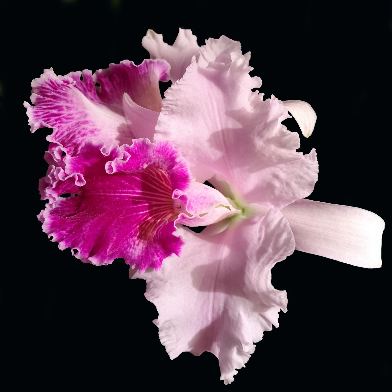 HUAWEI CLT-L29 sample photo. Orchid, cattleya, pink photography