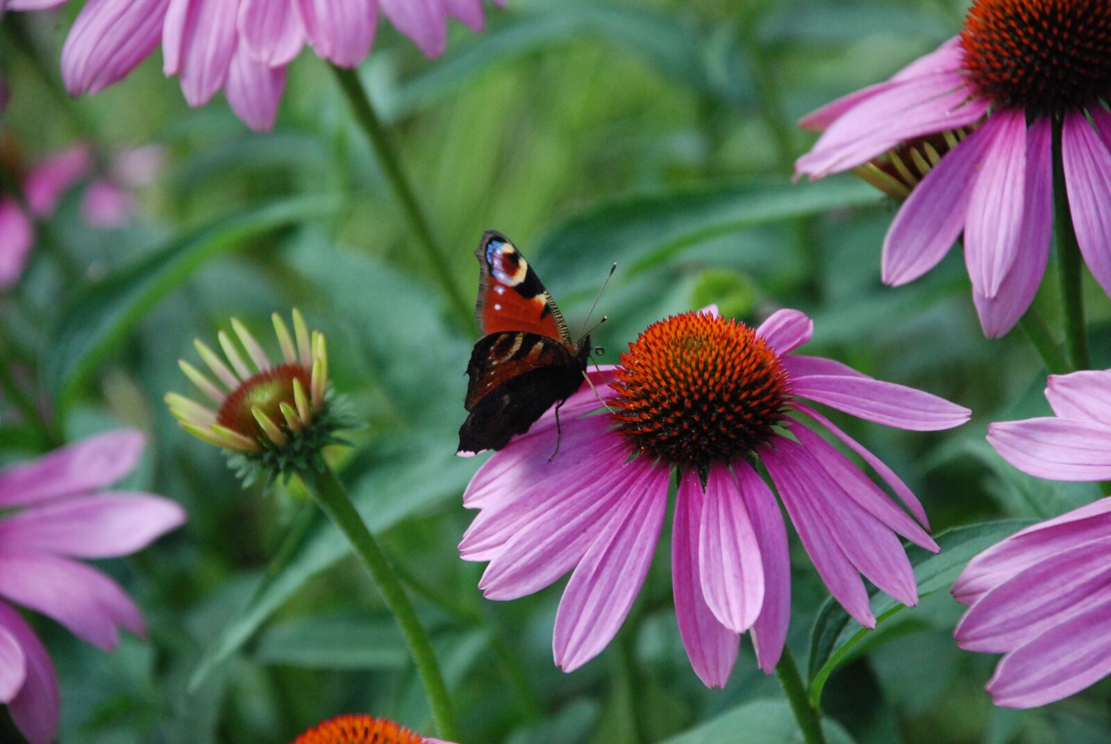 Nikon D80 sample photo. Butterfly, blossom, bloom photography