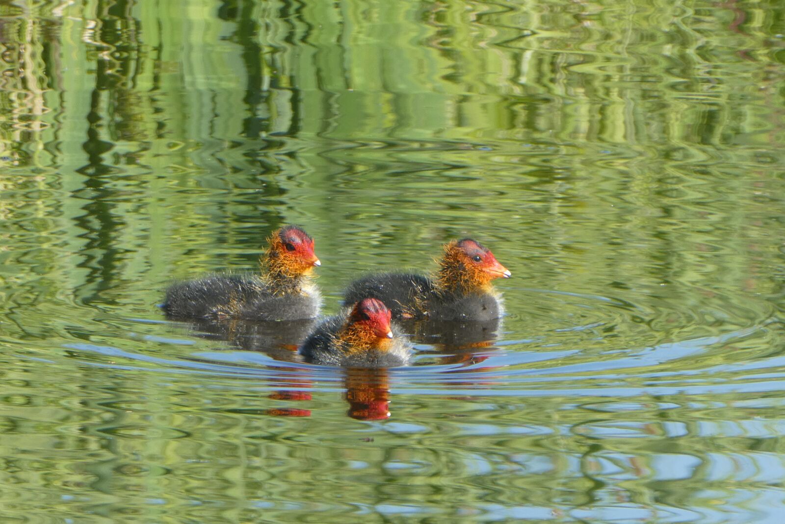 Panasonic Lumix DC-ZS70 (Lumix DC-TZ90) sample photo. Coot, nest, chicks photography