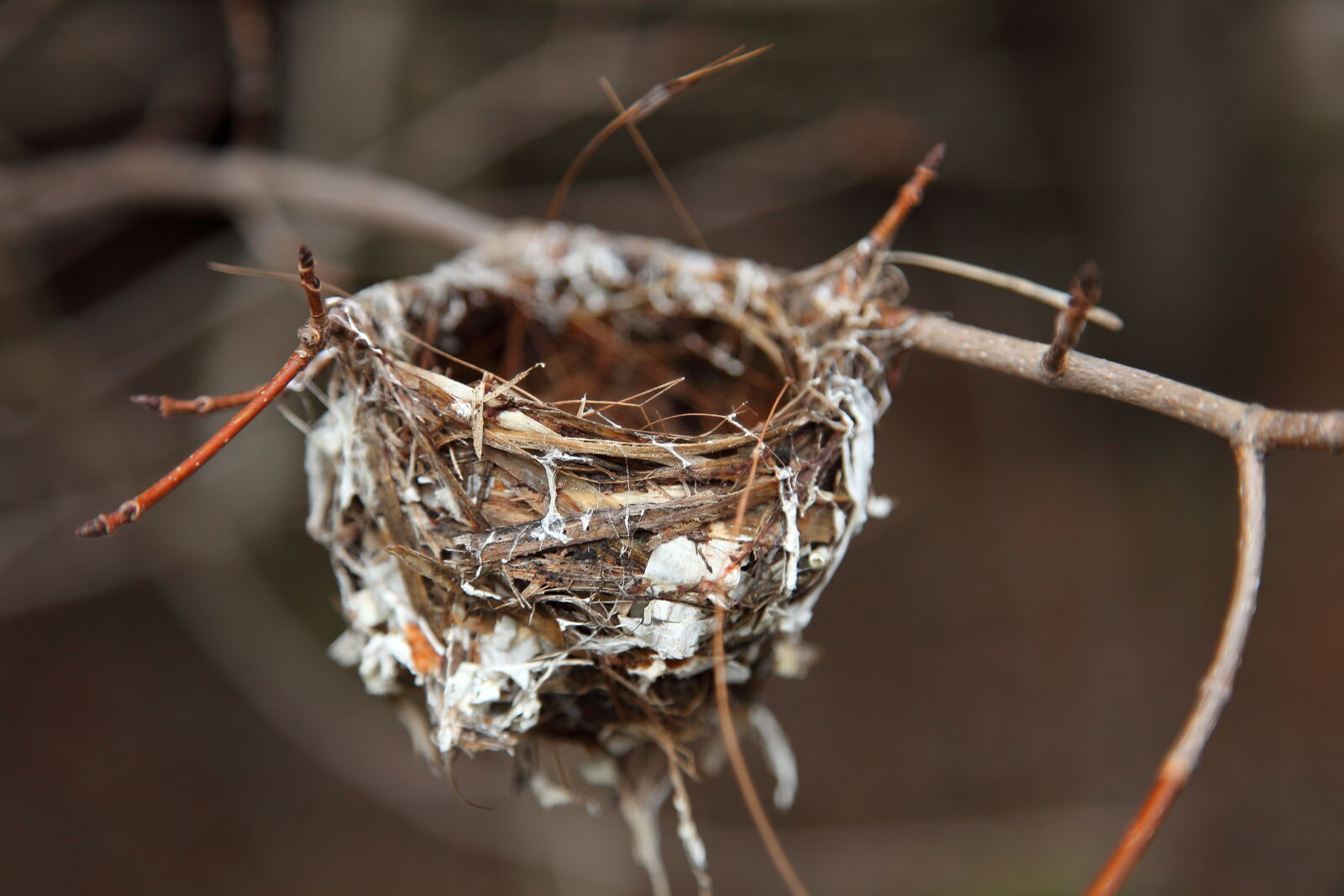 Canon EOS 5D Mark II sample photo