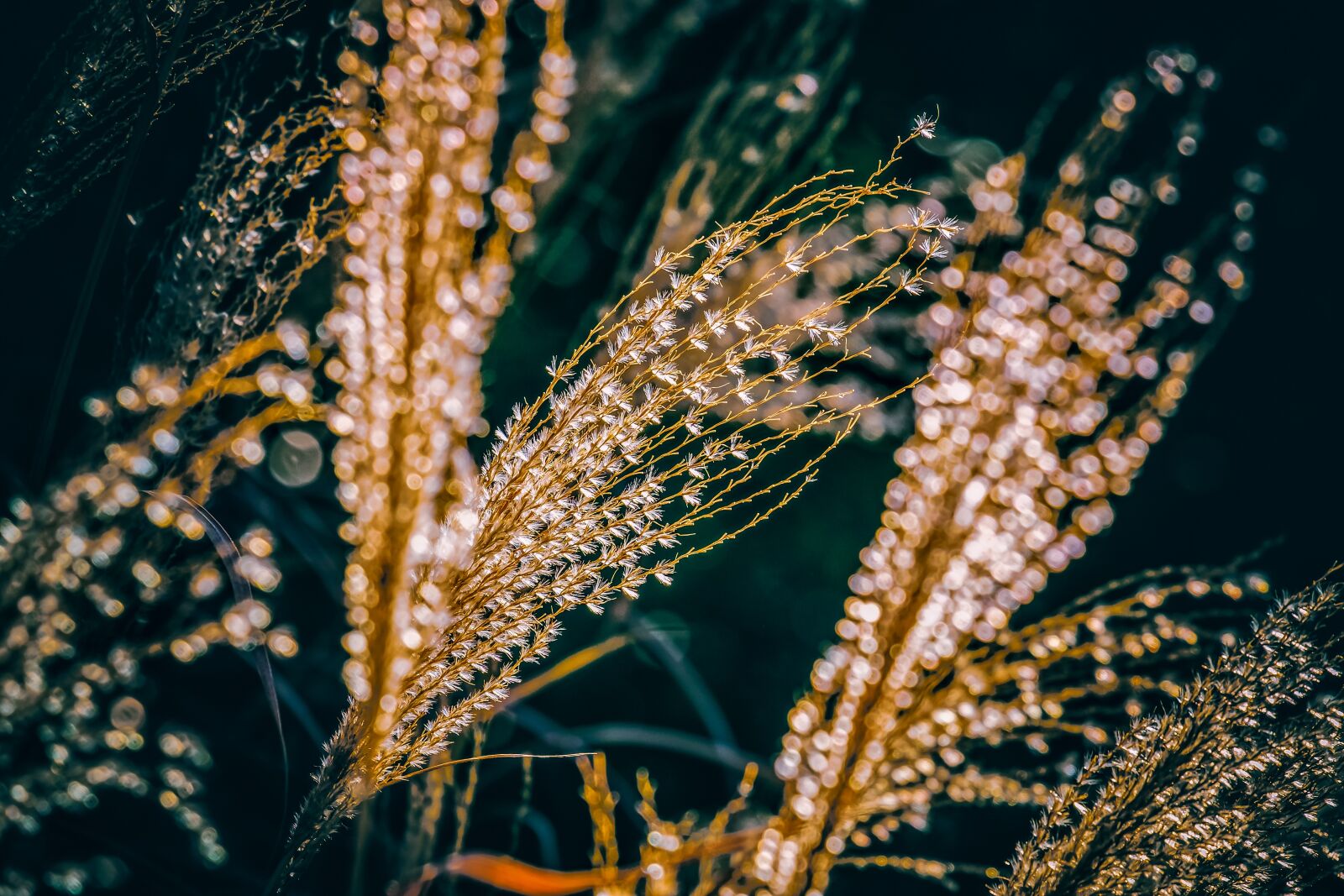 Fujifilm XF 55-200mm F3.5-4.8 R LM OIS sample photo. Miscanthus, miscanthus sinensis, backlighting photography