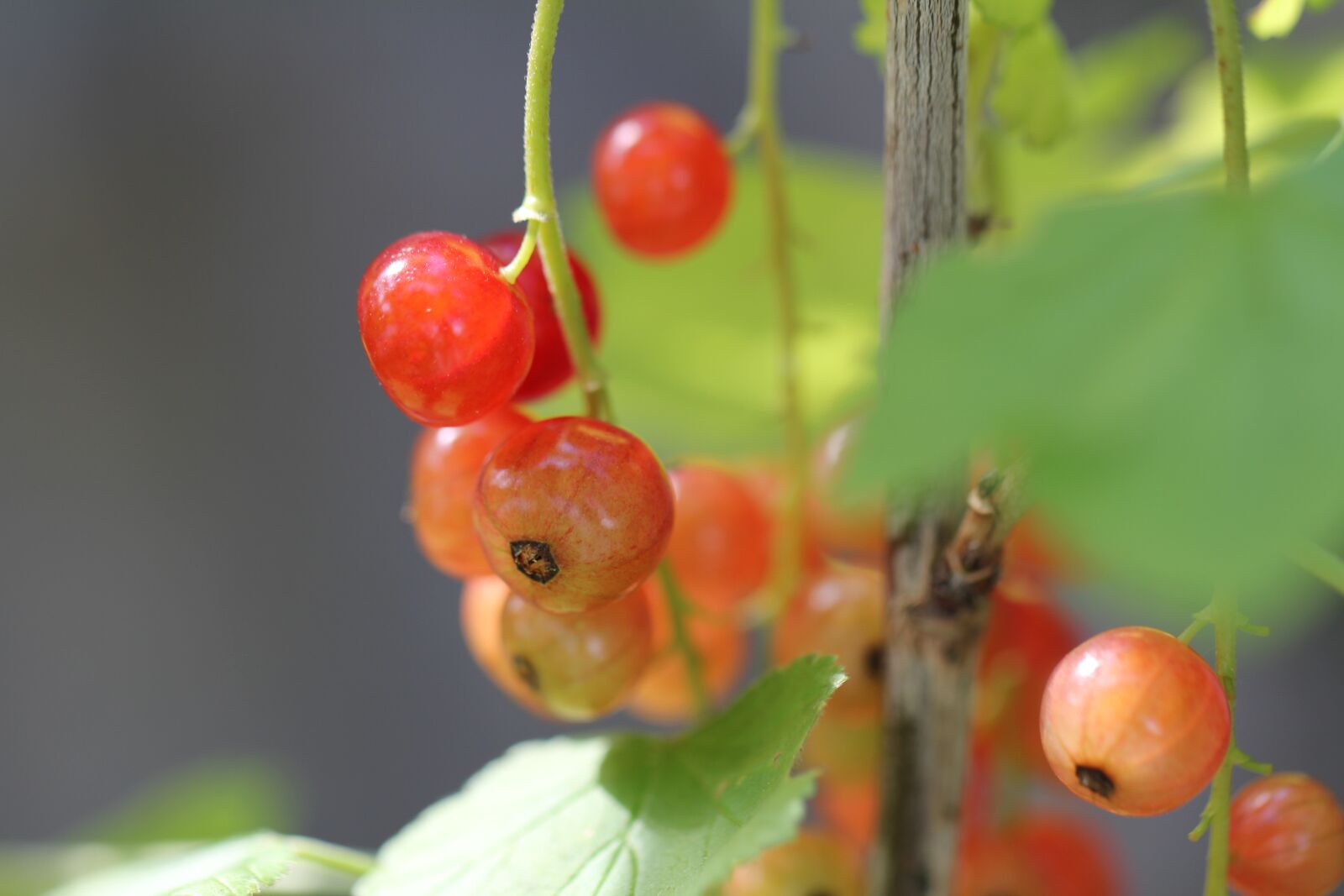 Canon EOS 60D + Canon EF 100mm F2.8L Macro IS USM sample photo. Berries, currants, fruits photography