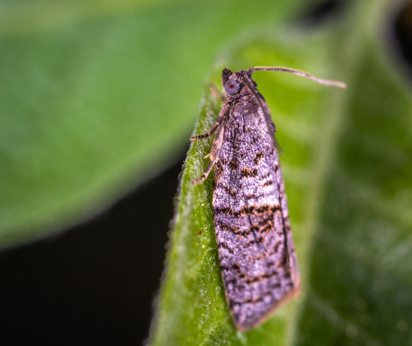 #124 65/2.8 sample photo. Macro, insect, lepidoptera photography