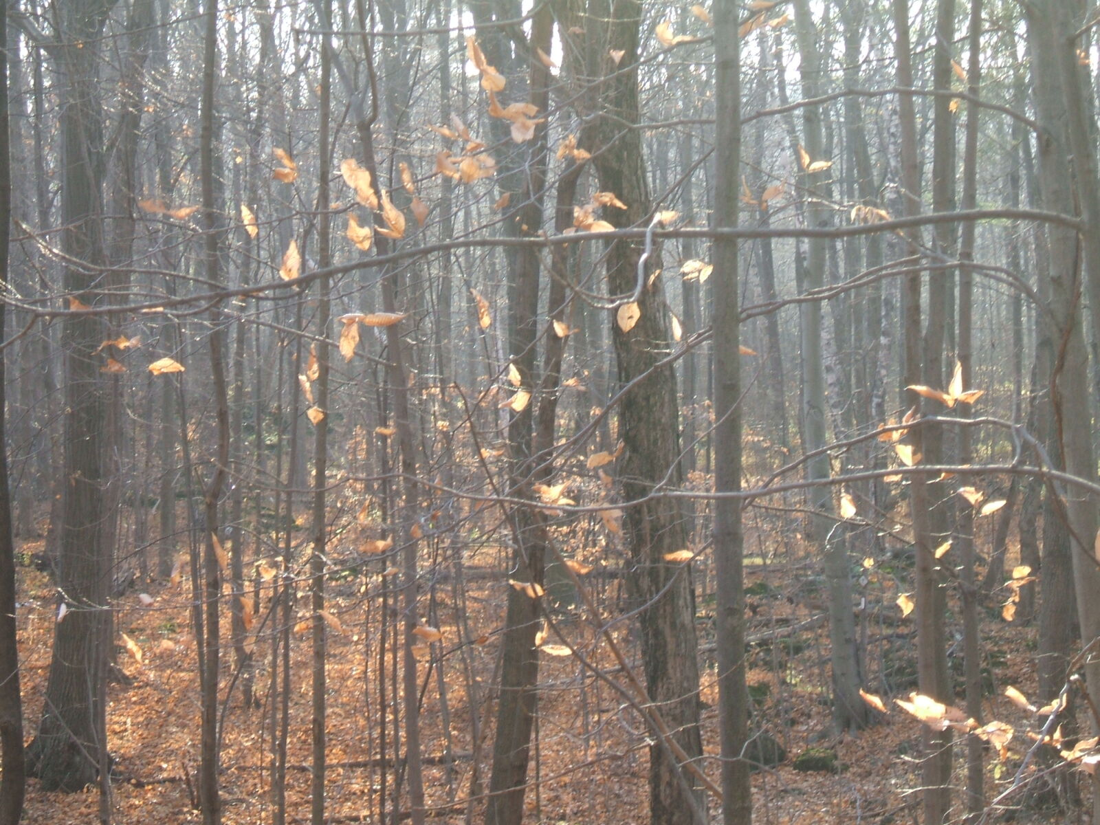 Fujifilm FinePix A400 sample photo. Autumn, mood, forest photography