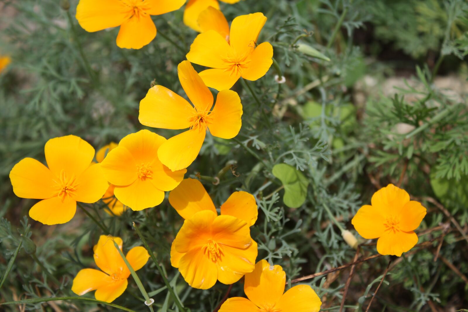 Canon EOS 450D (EOS Rebel XSi / EOS Kiss X2) sample photo. Yellow flower, flower, yellow photography