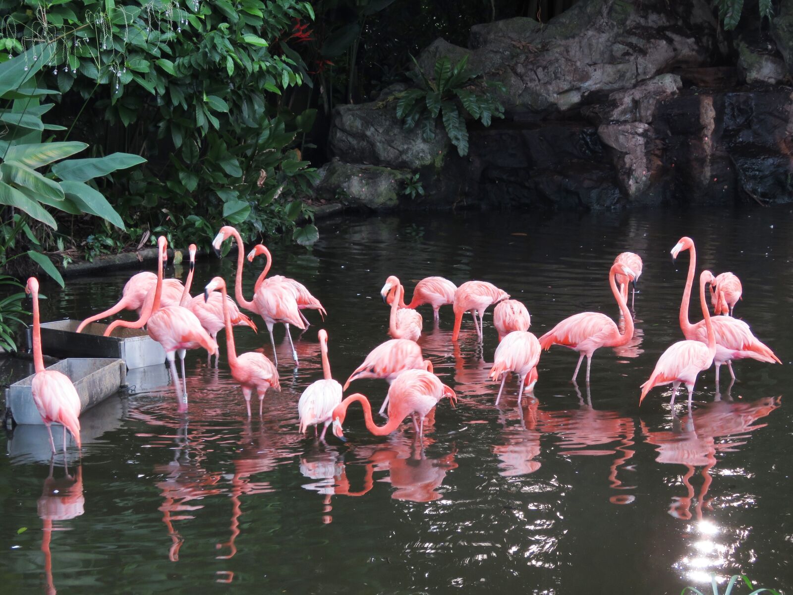 Canon PowerShot SX60 HS sample photo. Flamingo, water birds, exotic photography