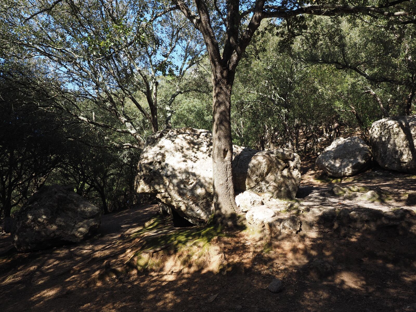 Olympus OM-D E-M1 + Olympus M.Zuiko Digital ED 12-40mm F2.8 Pro sample photo. Oak forest, rock, limestones photography