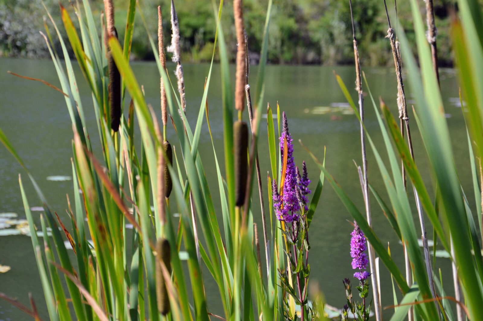 Nikon D3200 sample photo. Lake, nature, pond photography