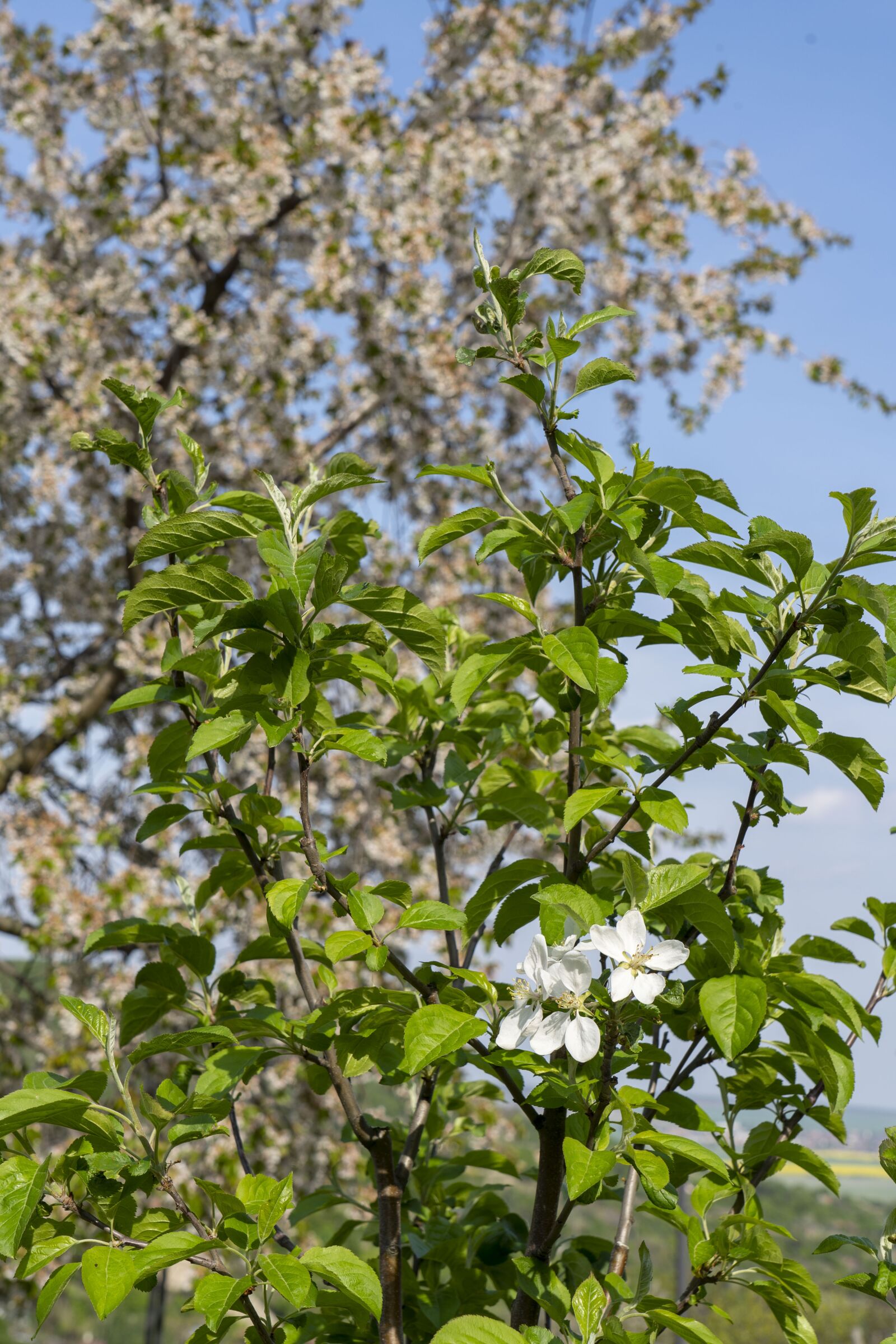 Sony FE 24-105mm F4 G OSS sample photo. Apple tree, tree, flowering photography