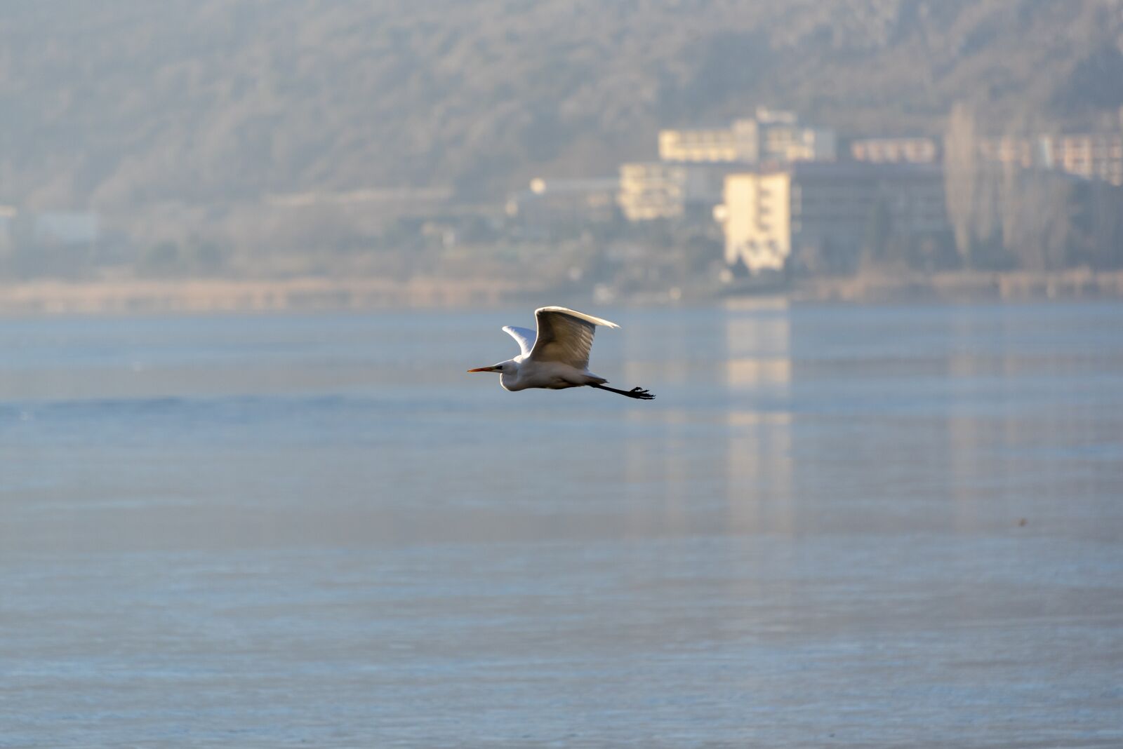 Nikon D750 sample photo. Ice, frozen, birds photography