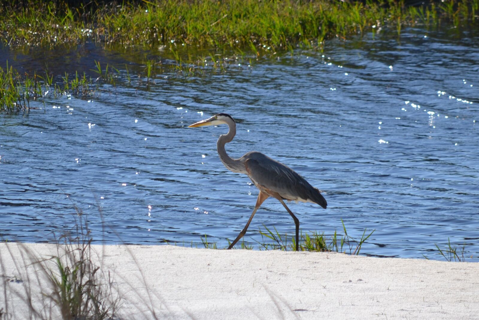 Nikon D3100 sample photo. Heron, beach, nature photography
