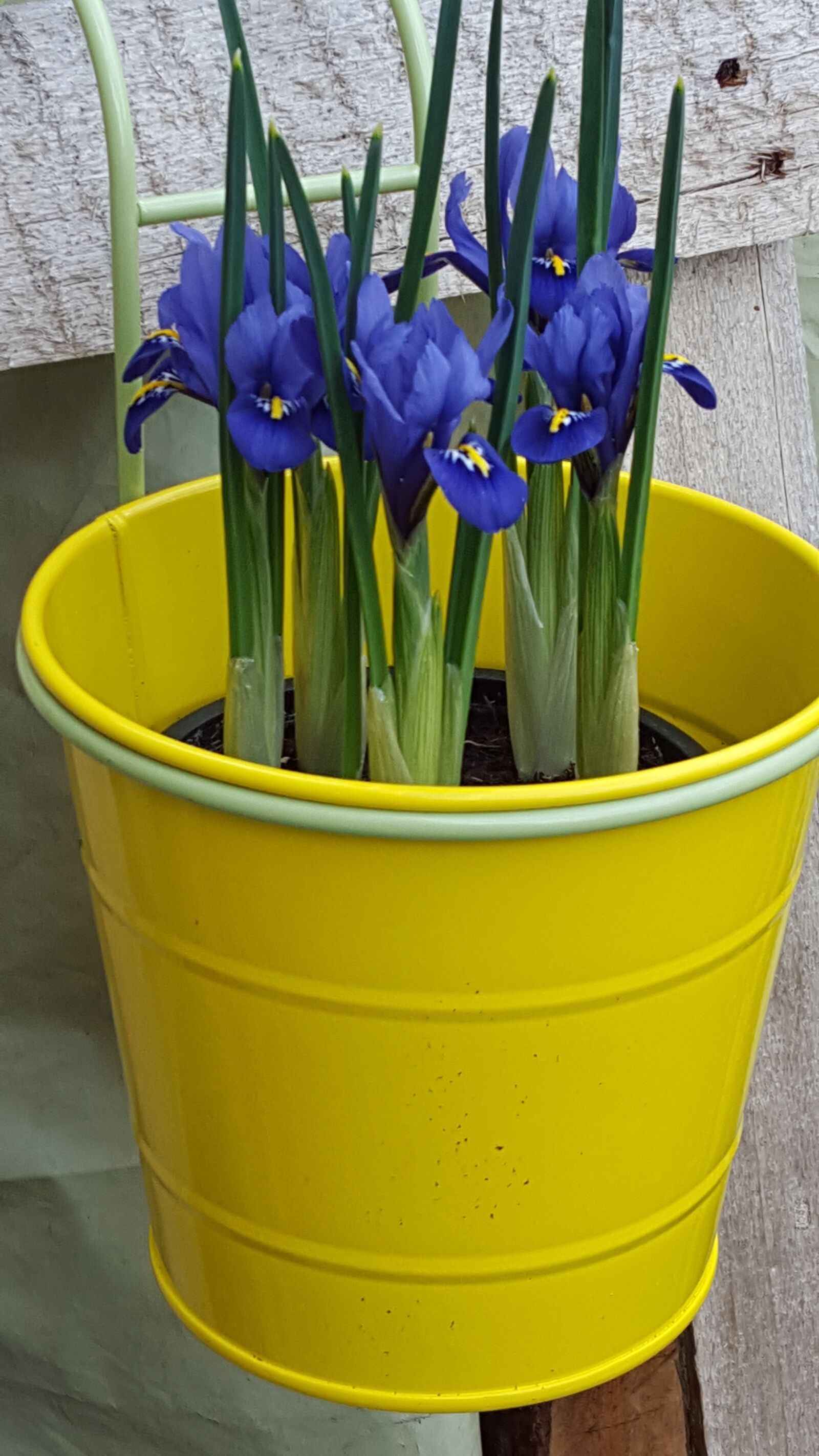 Samsung Galaxy S6 sample photo. Plant, hyacinth, nature photography