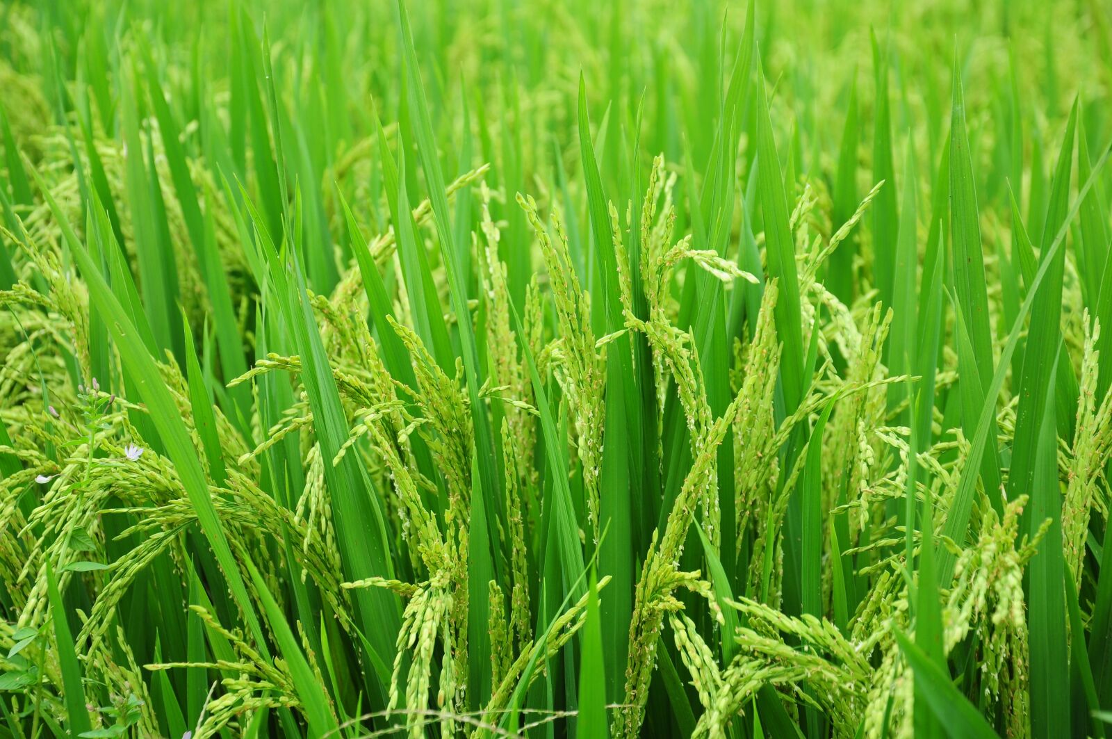 Nikon D90 sample photo. Rice, field, paddy photography