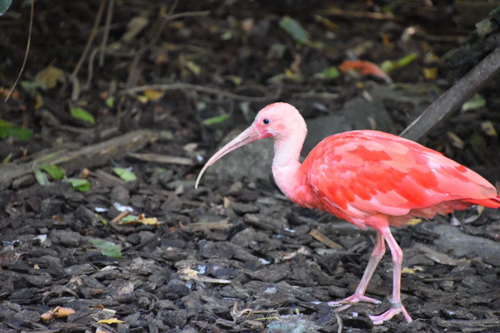 Nikon D5600 sample photo. Bird, orange, nature photography