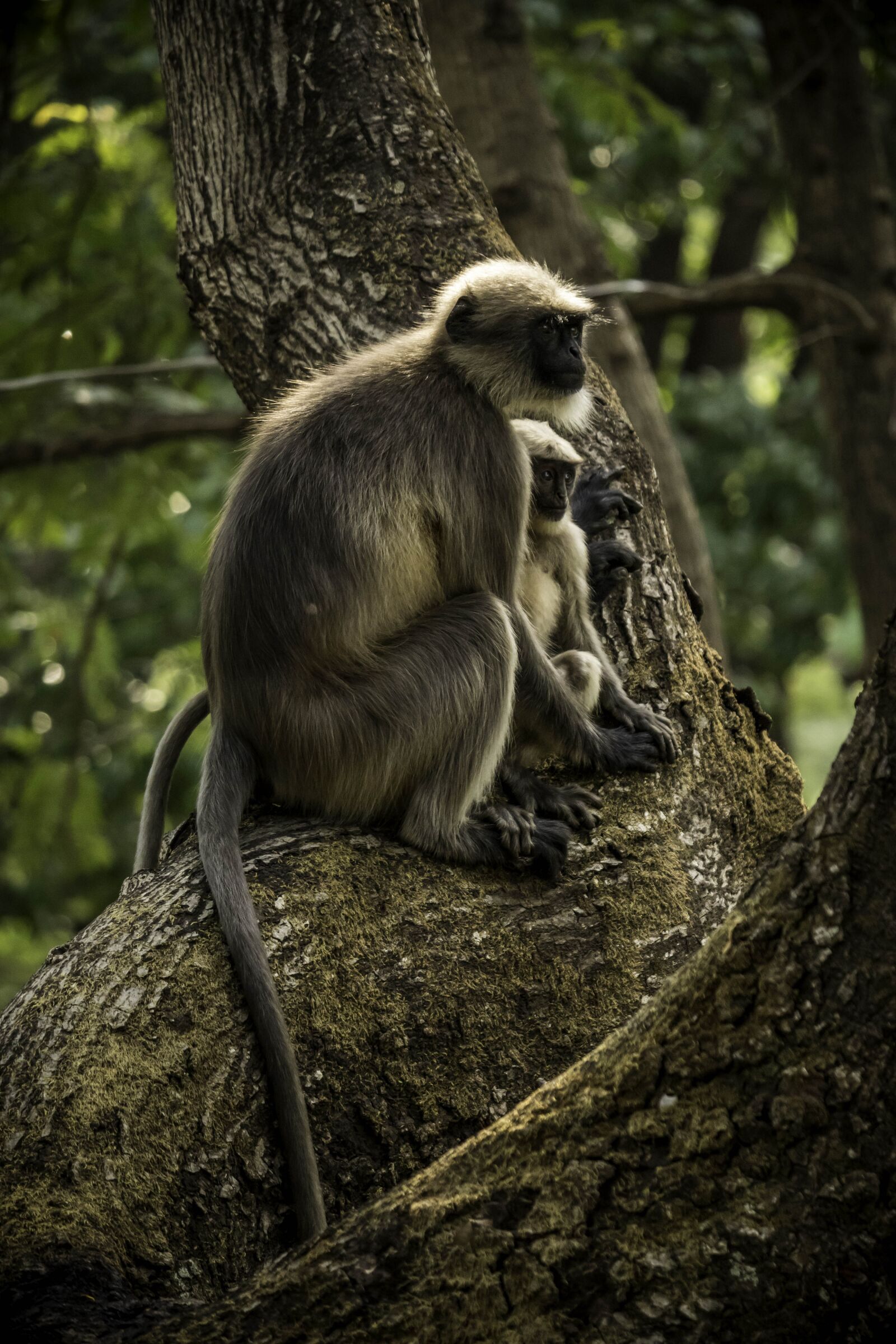 Canon EOS 200D (EOS Rebel SL2 / EOS Kiss X9) sample photo. Monkeys, little monkey, monkey photography