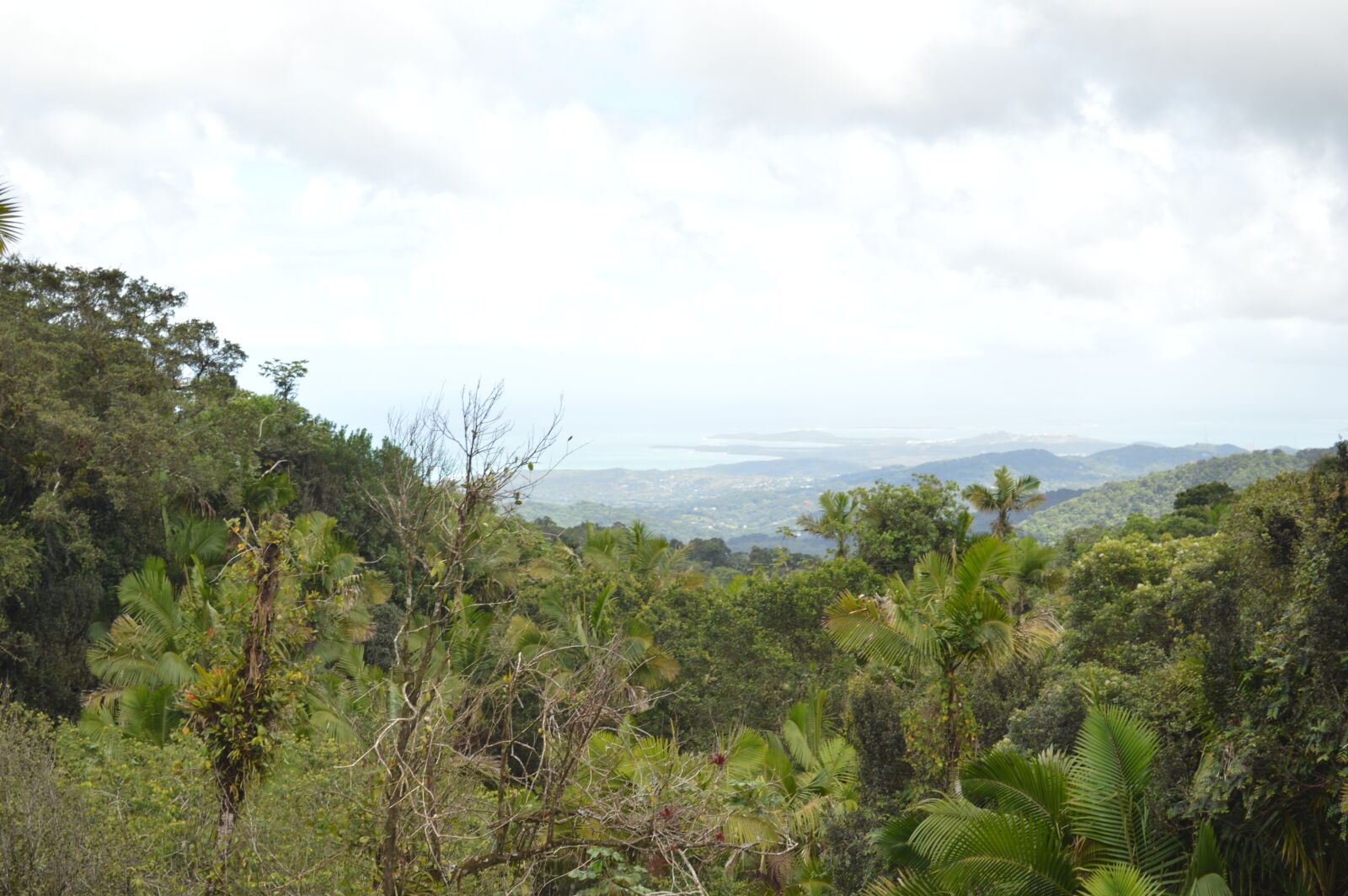 Nikon D3200 sample photo. The, rain, forest photography