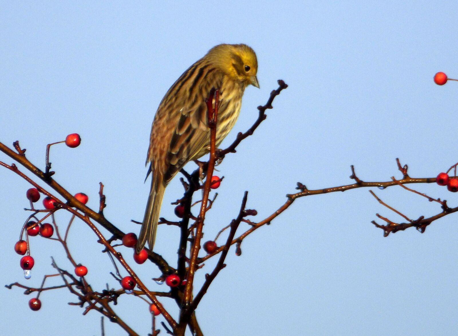 Panasonic DMC-FZ72 sample photo. Bird, berries, red photography