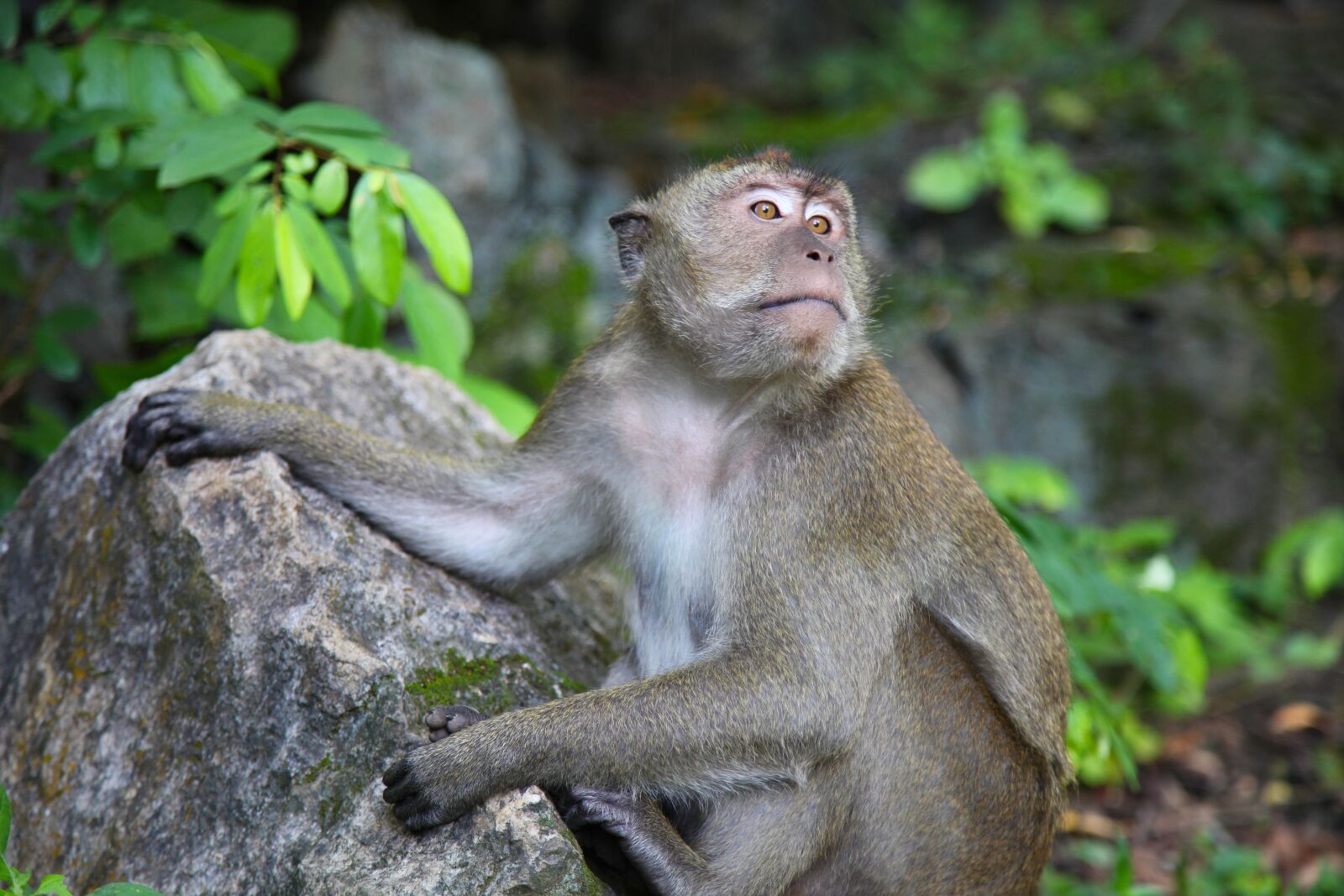 Canon EOS 5D Mark II sample photo. Monkey, macaque, thailand photography