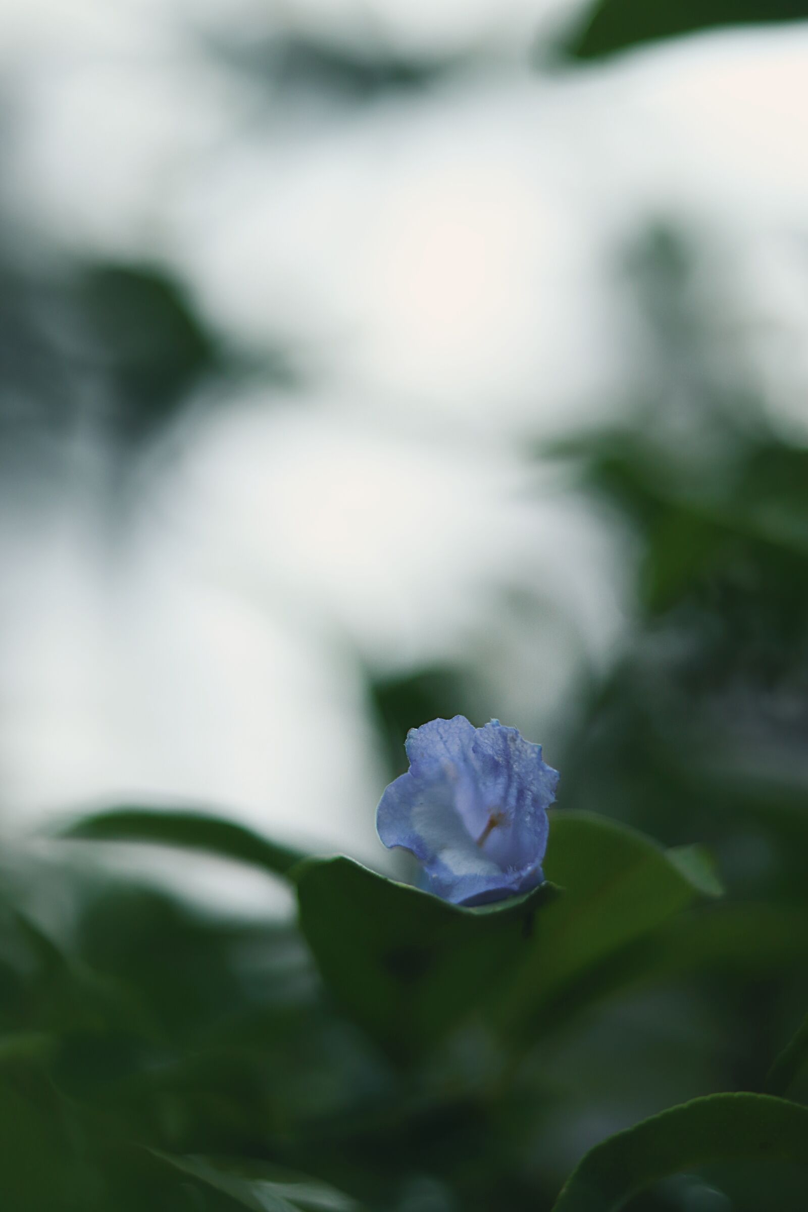 Canon EOS 77D (EOS 9000D / EOS 770D) + Canon EF 50mm F1.8 STM sample photo. Bokeh, tree, nature photography