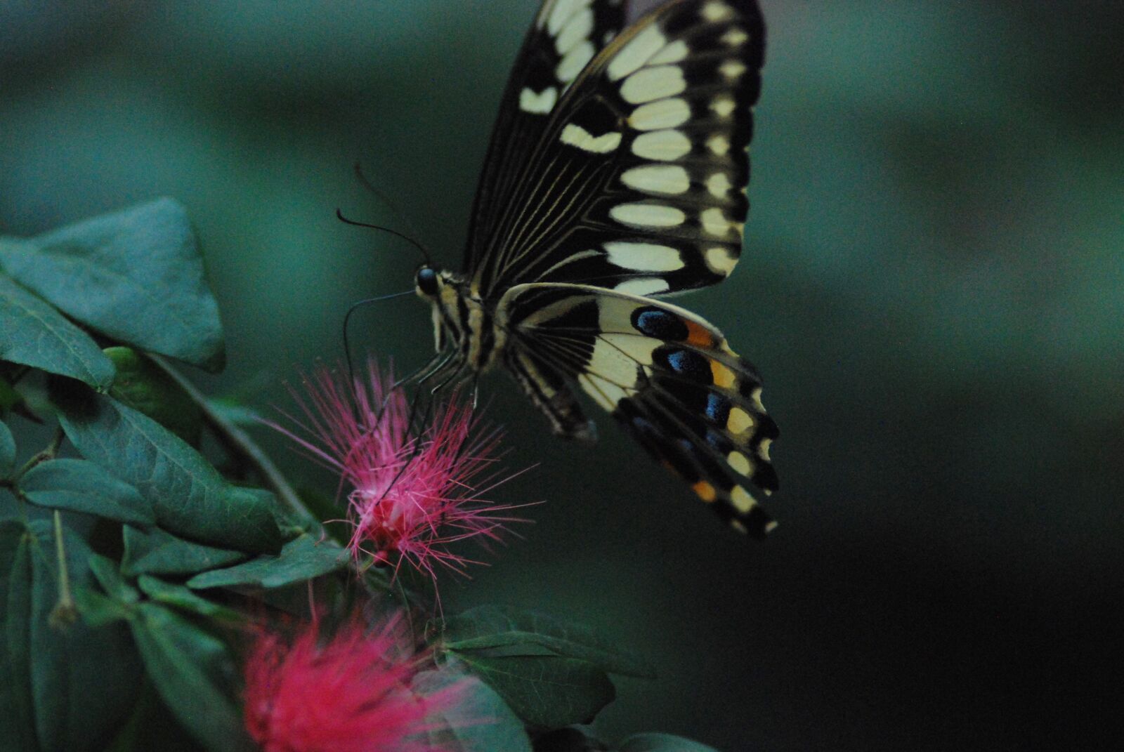 Nikon D80 sample photo. Butterfly, feeding, yummy photography