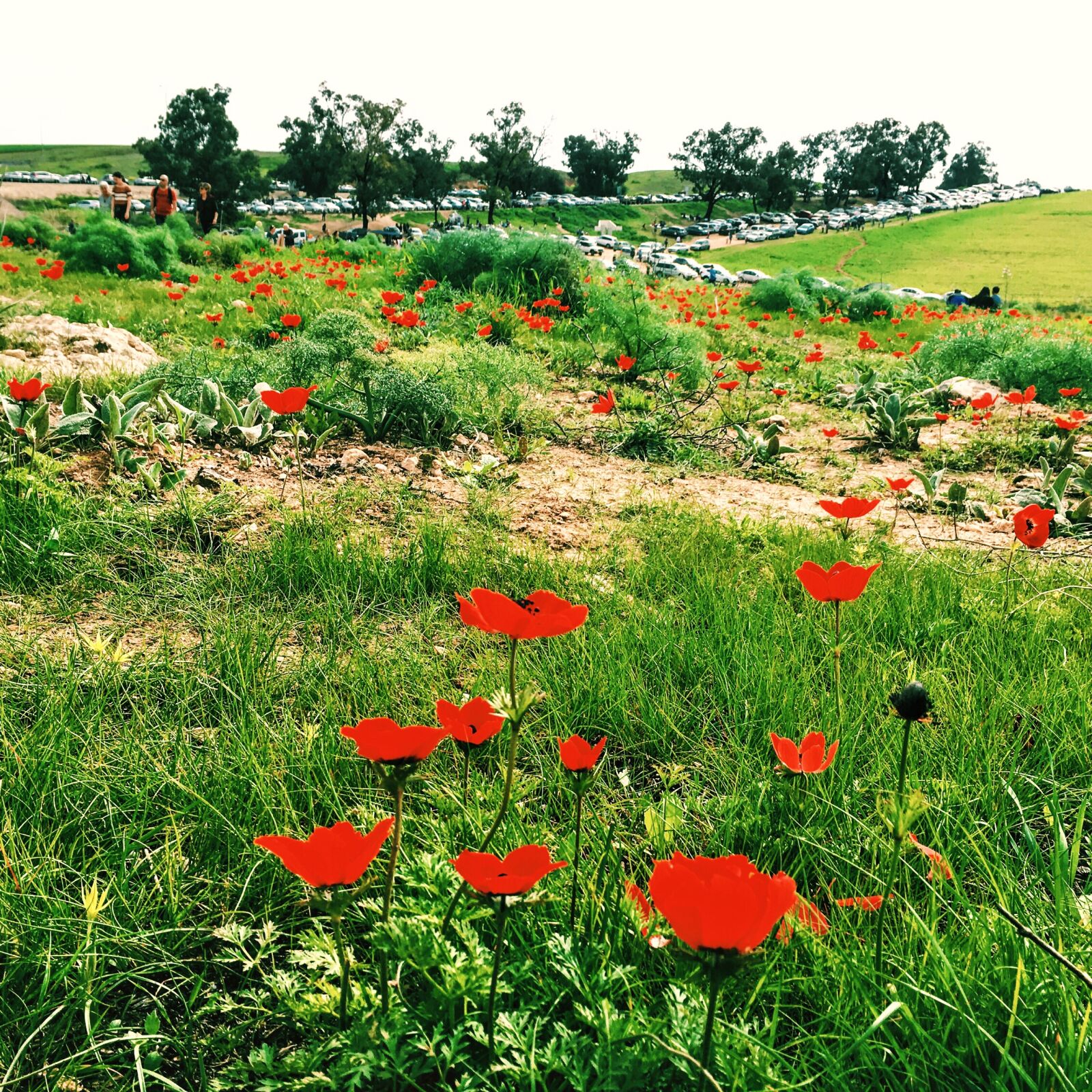 Apple iPhone 6s sample photo. Blossoms, desert, flowers, nature photography