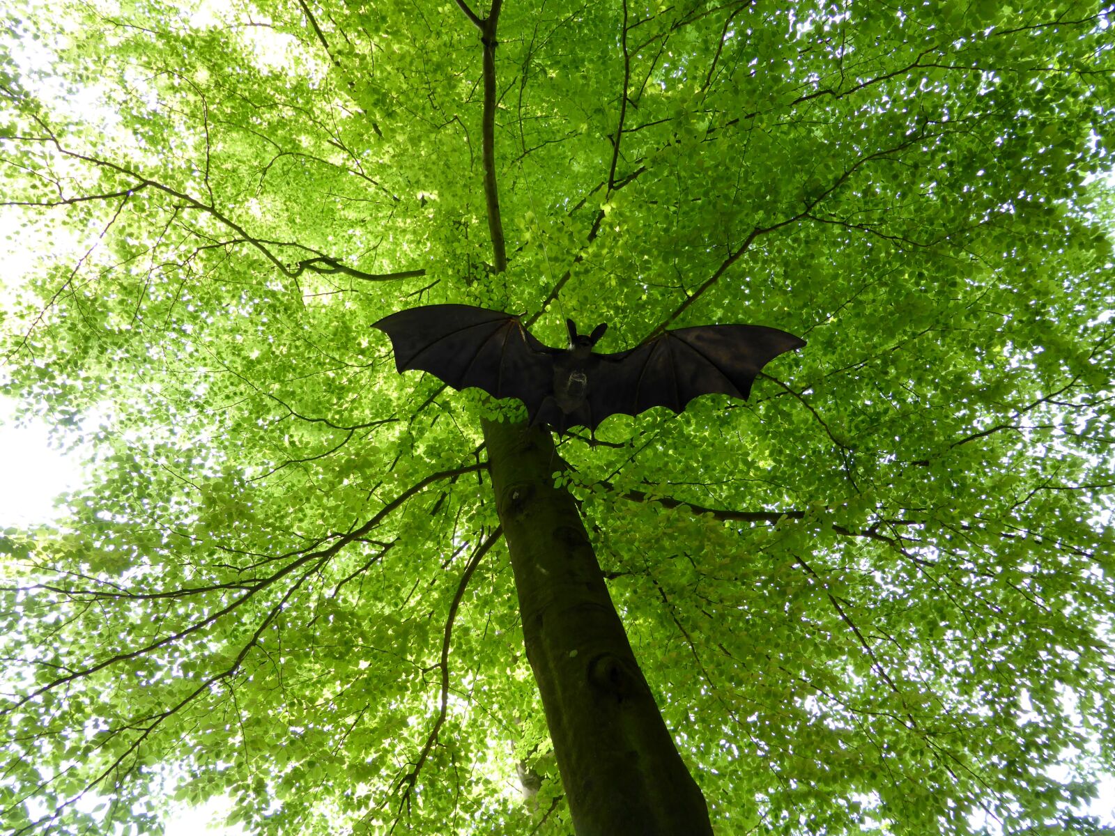 Panasonic DMC-TZ41 sample photo. Bat, figure, deciduous tree photography