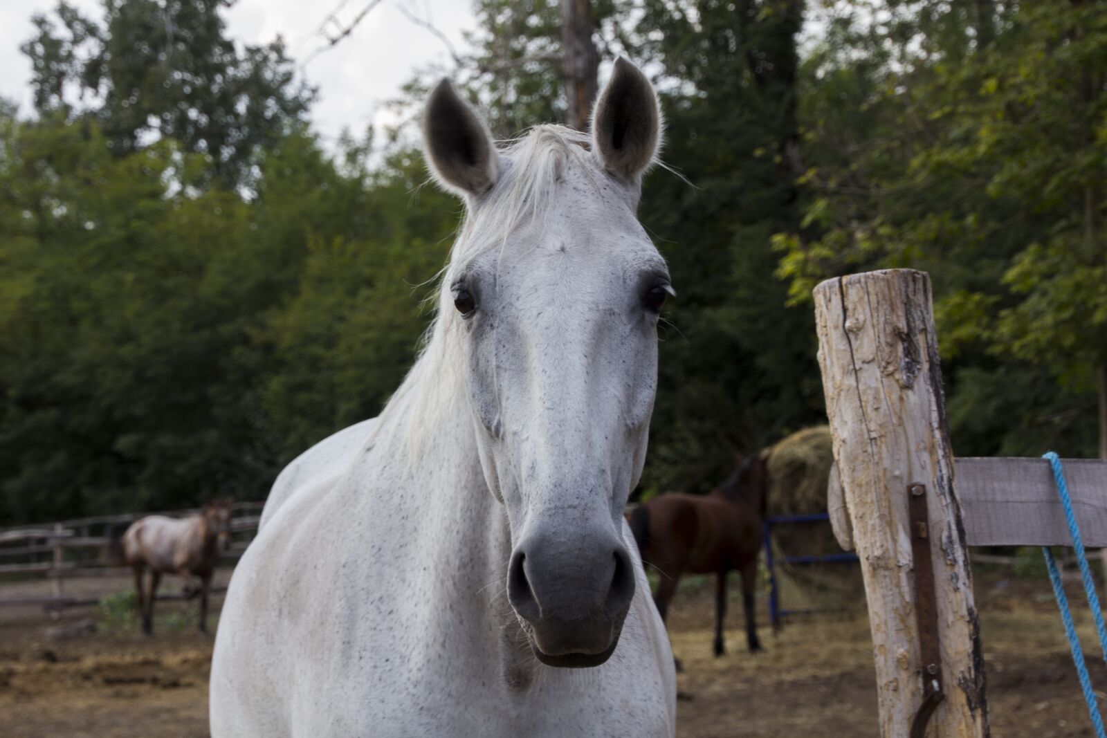 Canon EOS 60D sample photo. Hungary, horse, farm photography