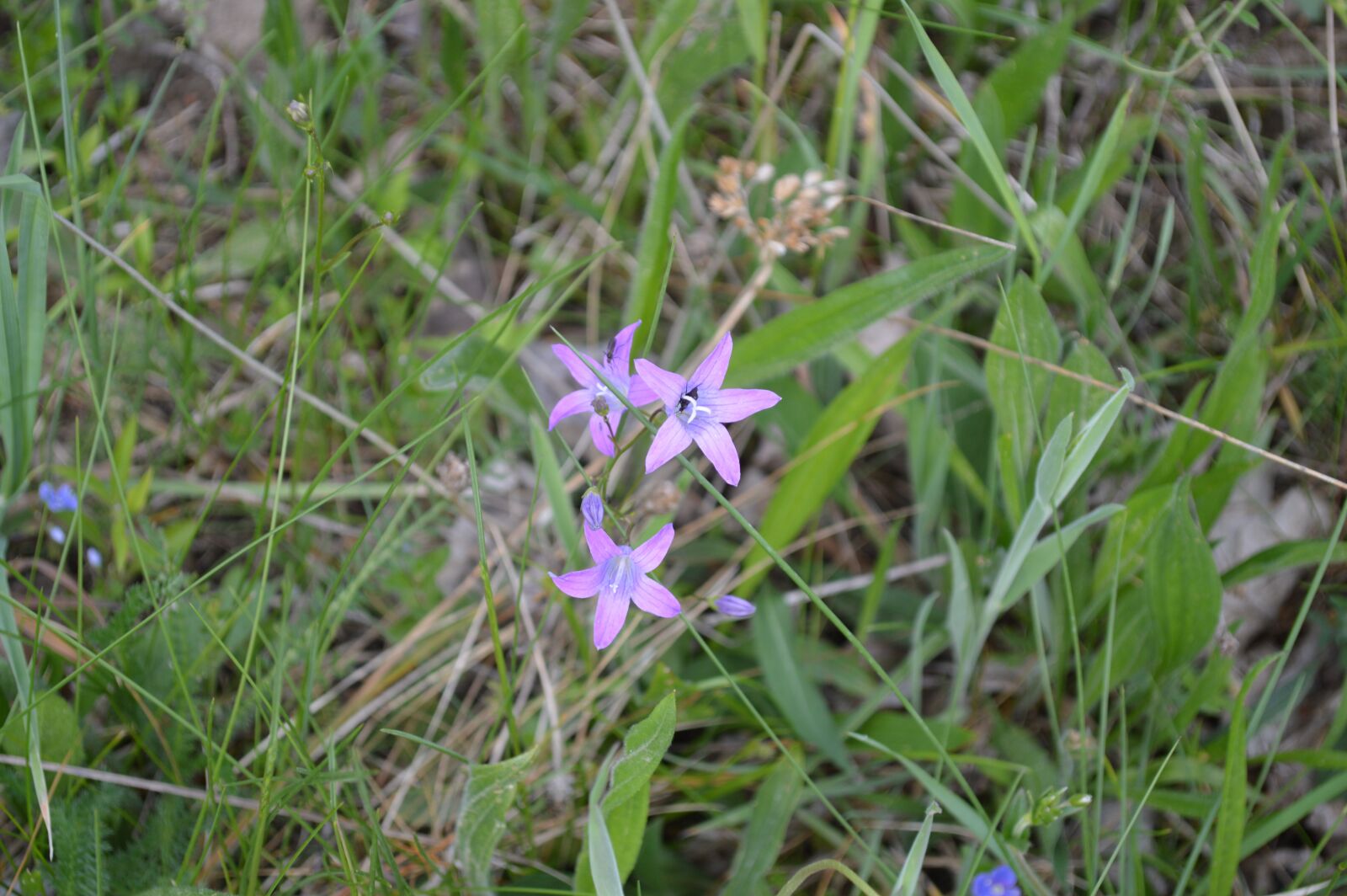 Nikon D3200 sample photo. Flowers, meadow, blossom photography