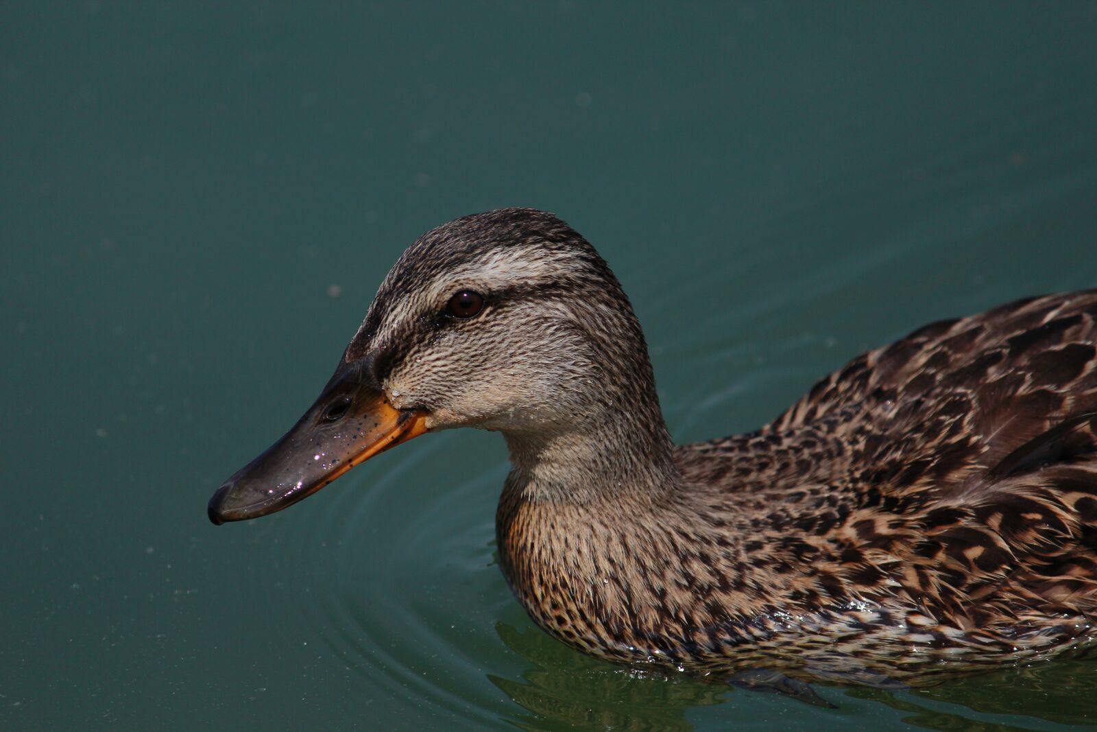 Canon EOS 1200D (EOS Rebel T5 / EOS Kiss X70 / EOS Hi) sample photo. Duck, animal, bird photography