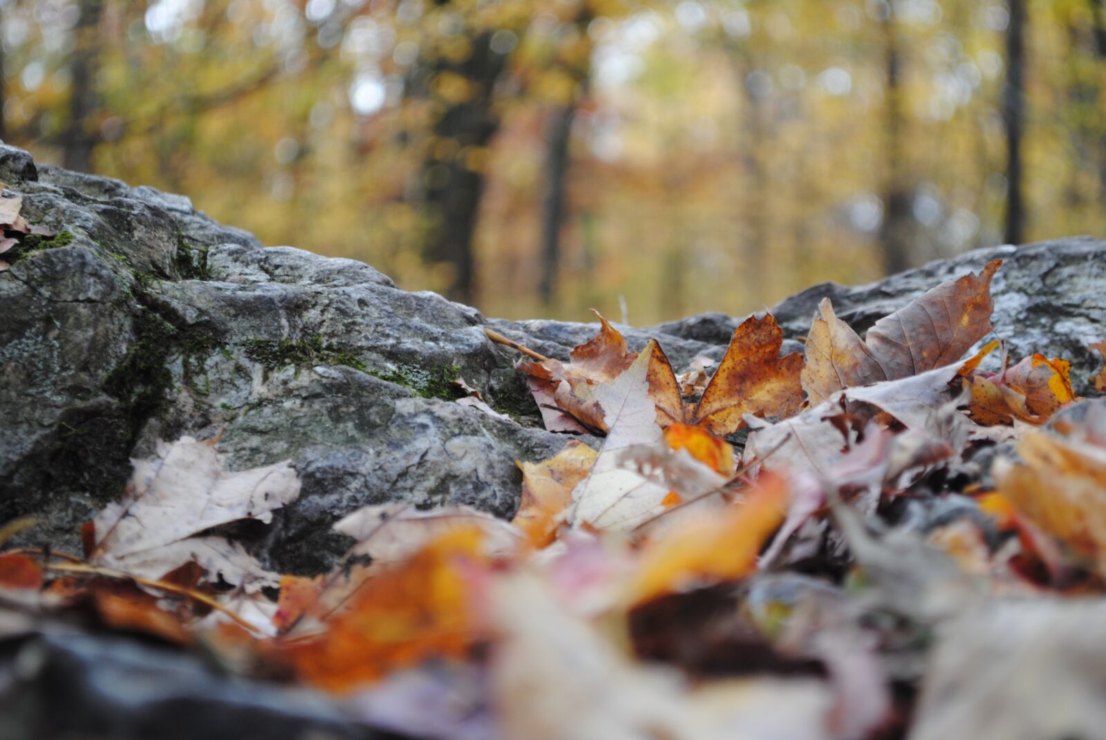 Nikon D3000 sample photo. Fall, rock, trail photography