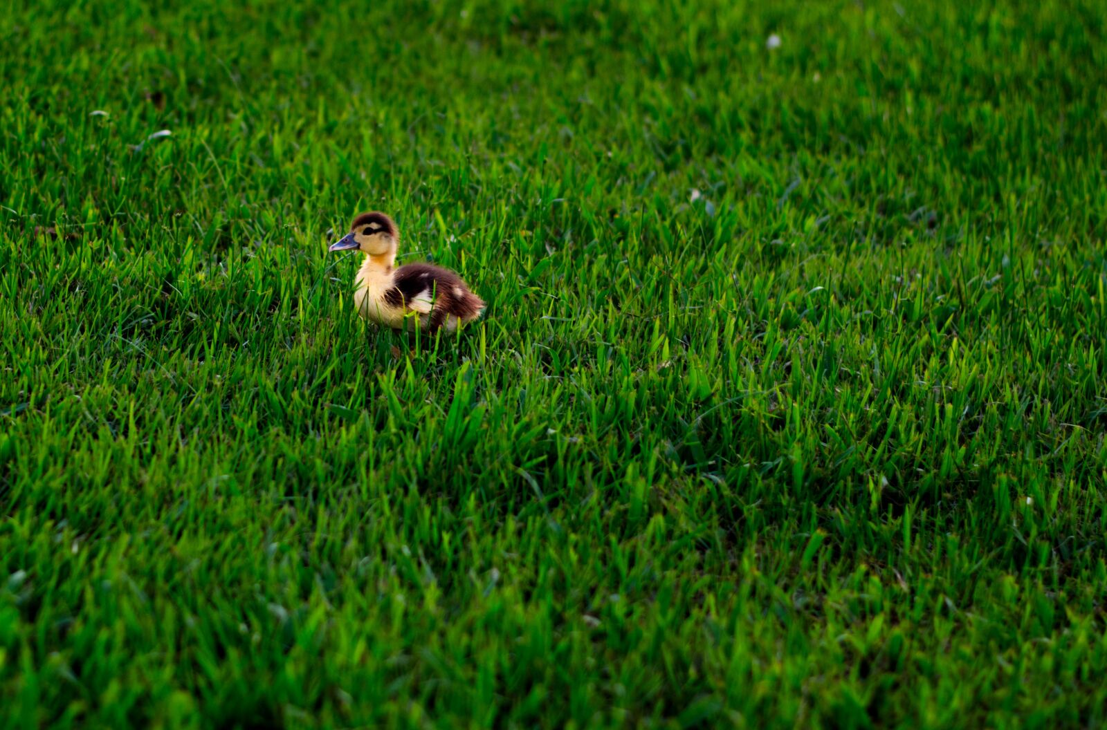 Nikon D5600 sample photo. Ducks, feather, plumage photography