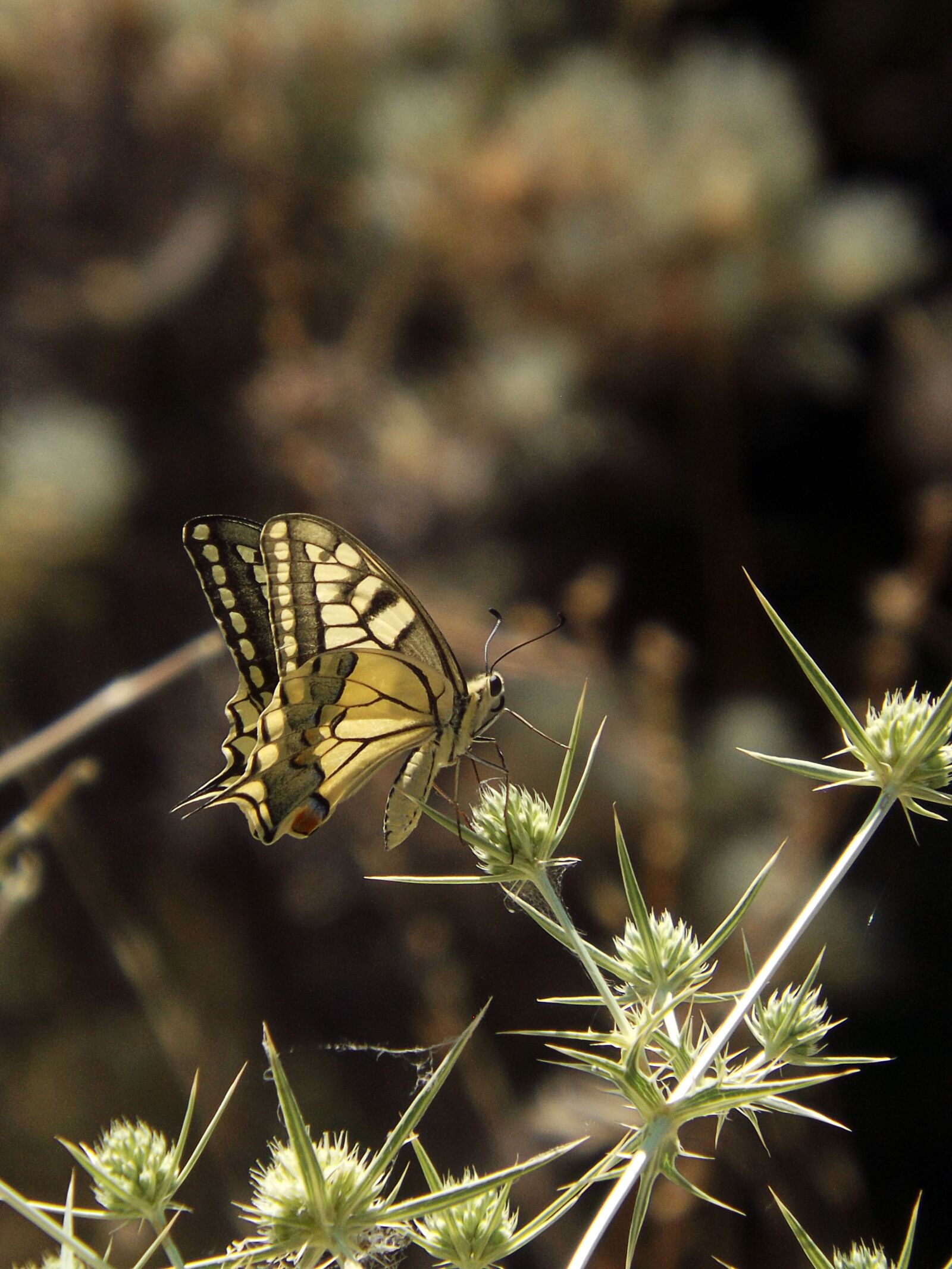 Fujifilm FinePix S4600 sample photo. Butterfly, spring, flower photography