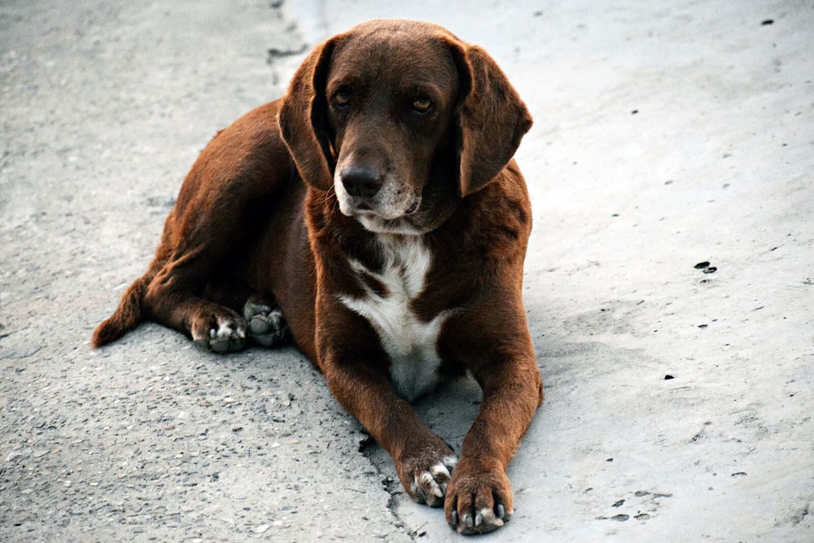Nikon D3300 sample photo. Dog, domestic, pet photography