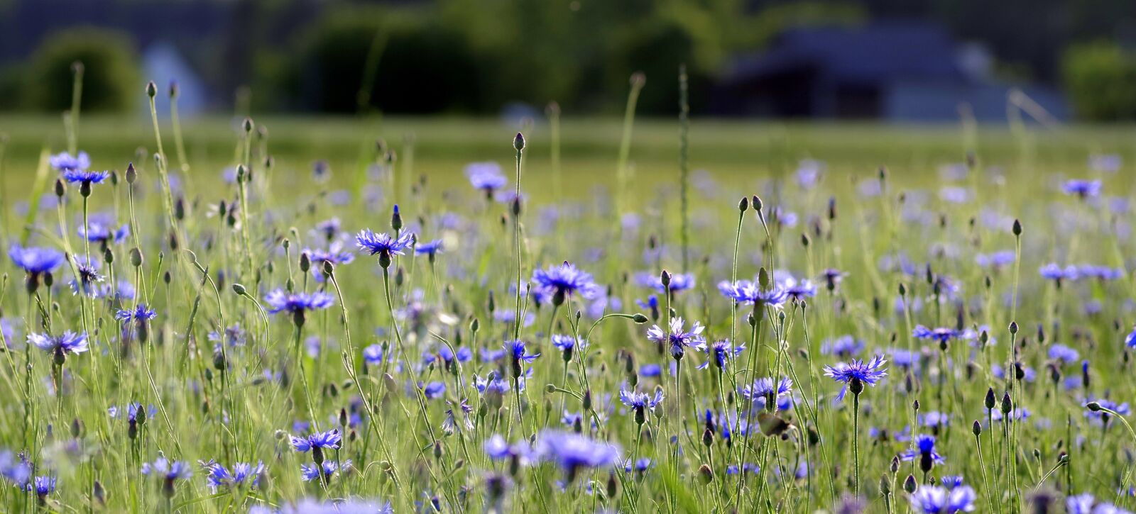Pentax K-S2 sample photo. Cornflowers, flowers, the beasts photography