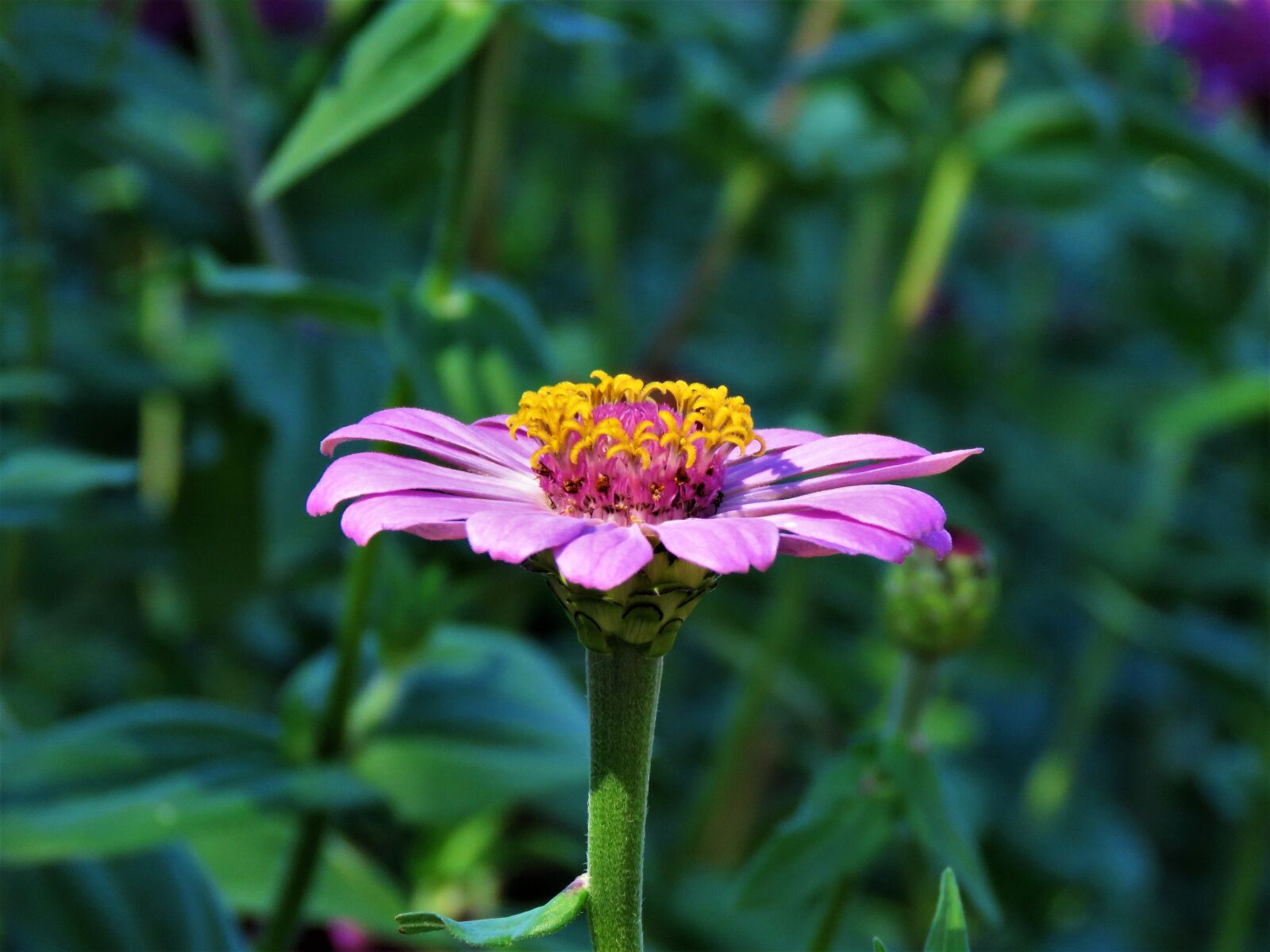 Canon PowerShot SX60 HS sample photo. Flower, pink, yellow photography