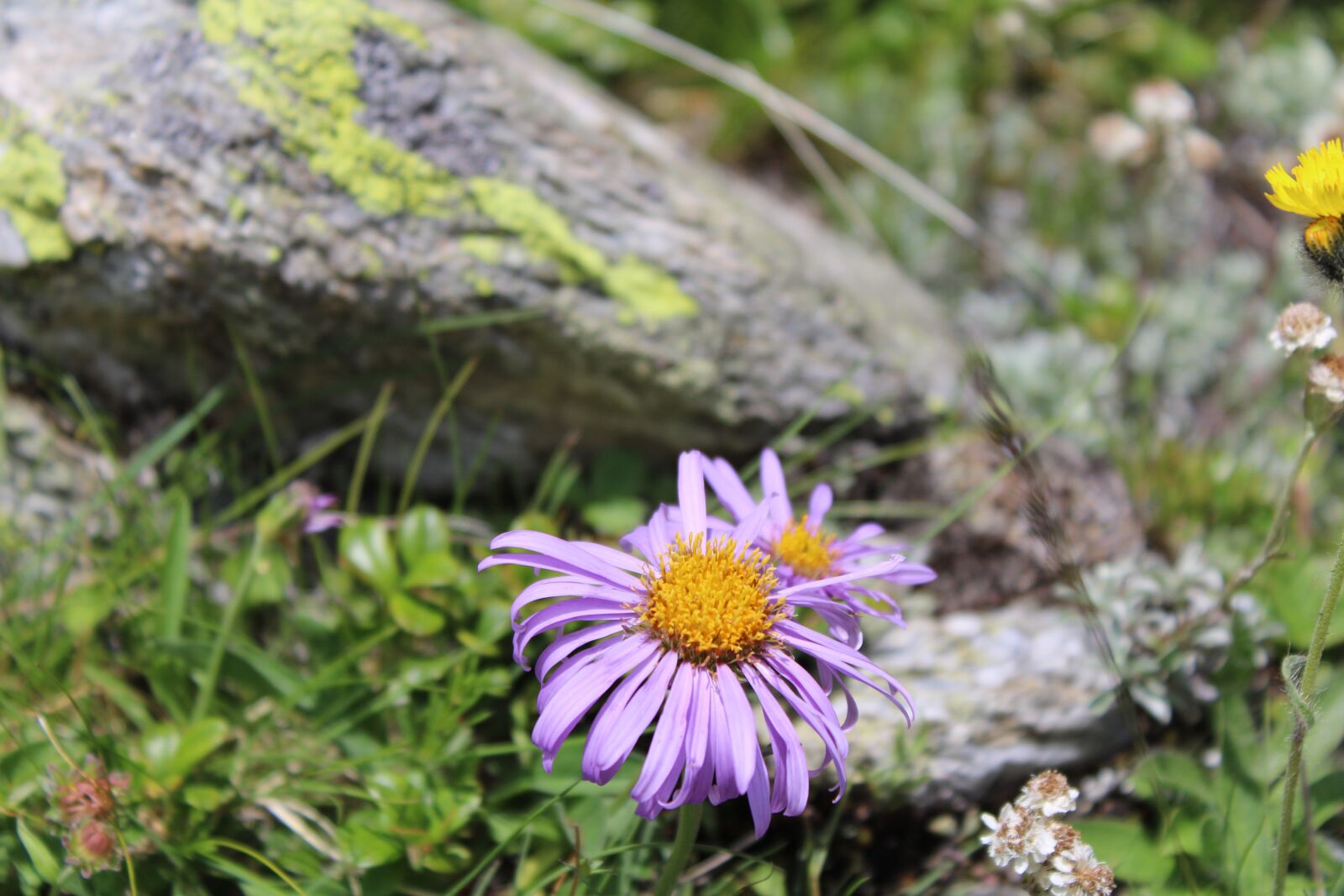 Canon EOS 2000D (EOS Rebel T7 / EOS Kiss X90 / EOS 1500D) sample photo. Aster, flower, bloom photography