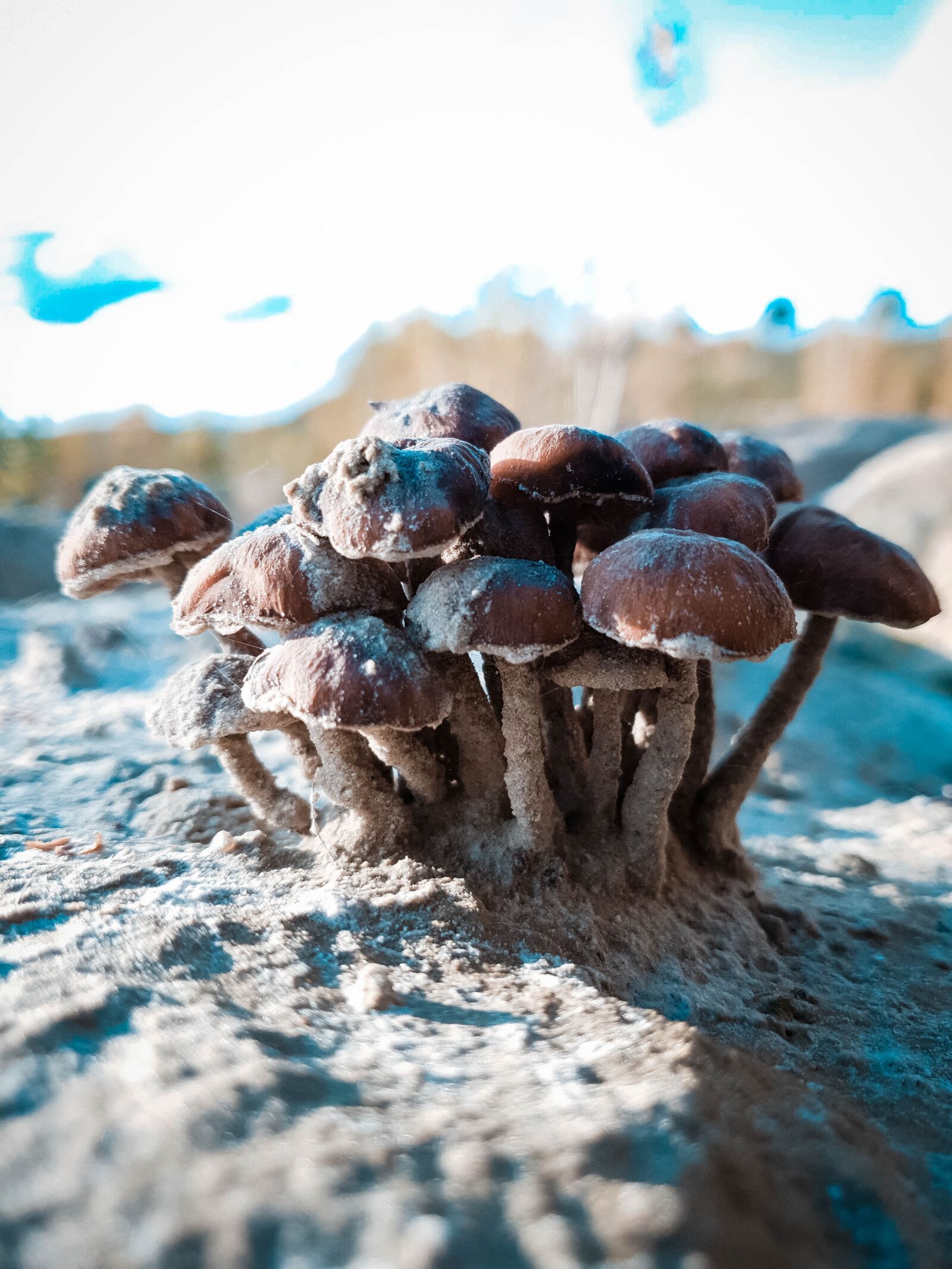 Samsung Galaxy S10+ sample photo. Mushroom, nature, autumn photography