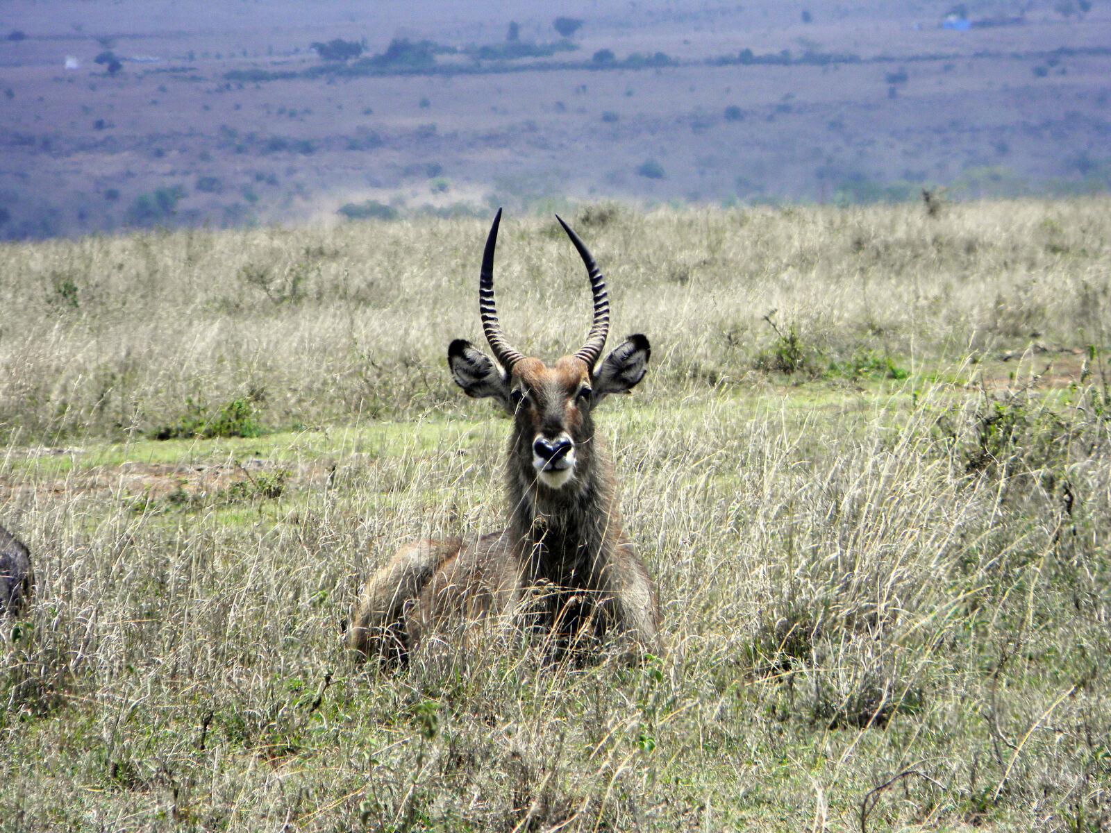 Nikon Coolpix L110 sample photo. Africa, wild, animal photography