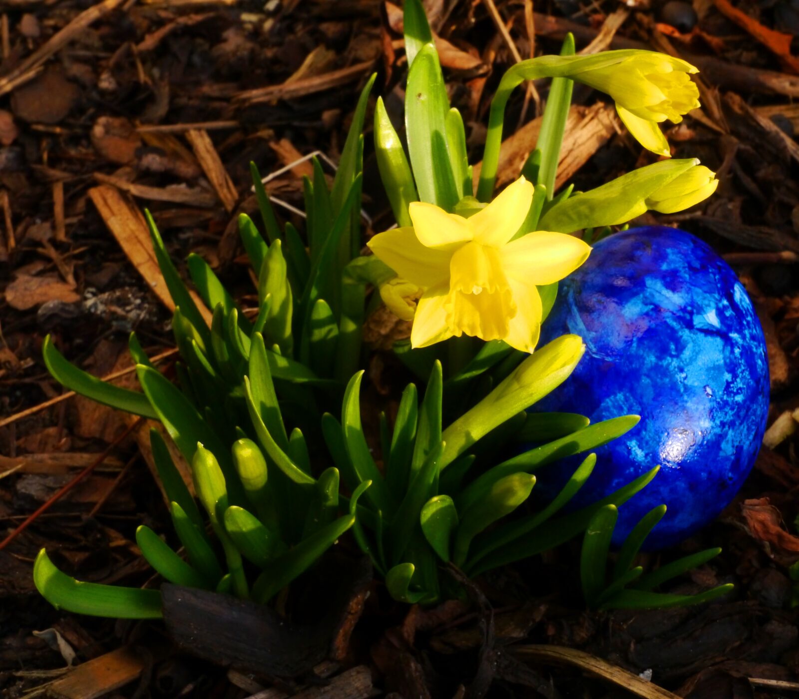 Panasonic Lumix DMC-G5 sample photo. Tete a tete, narcissus photography
